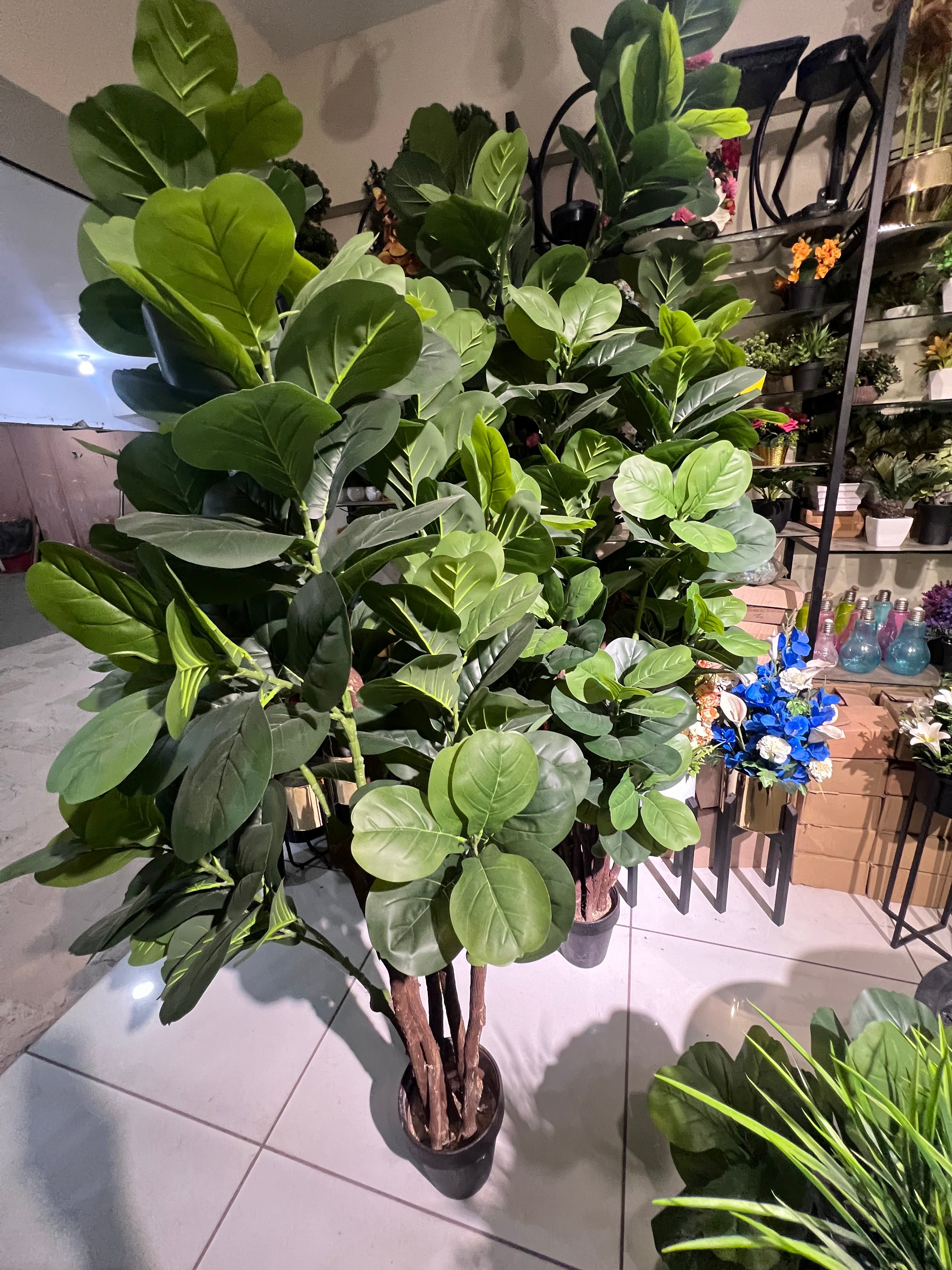 Fiddle Fig Leaf Plant