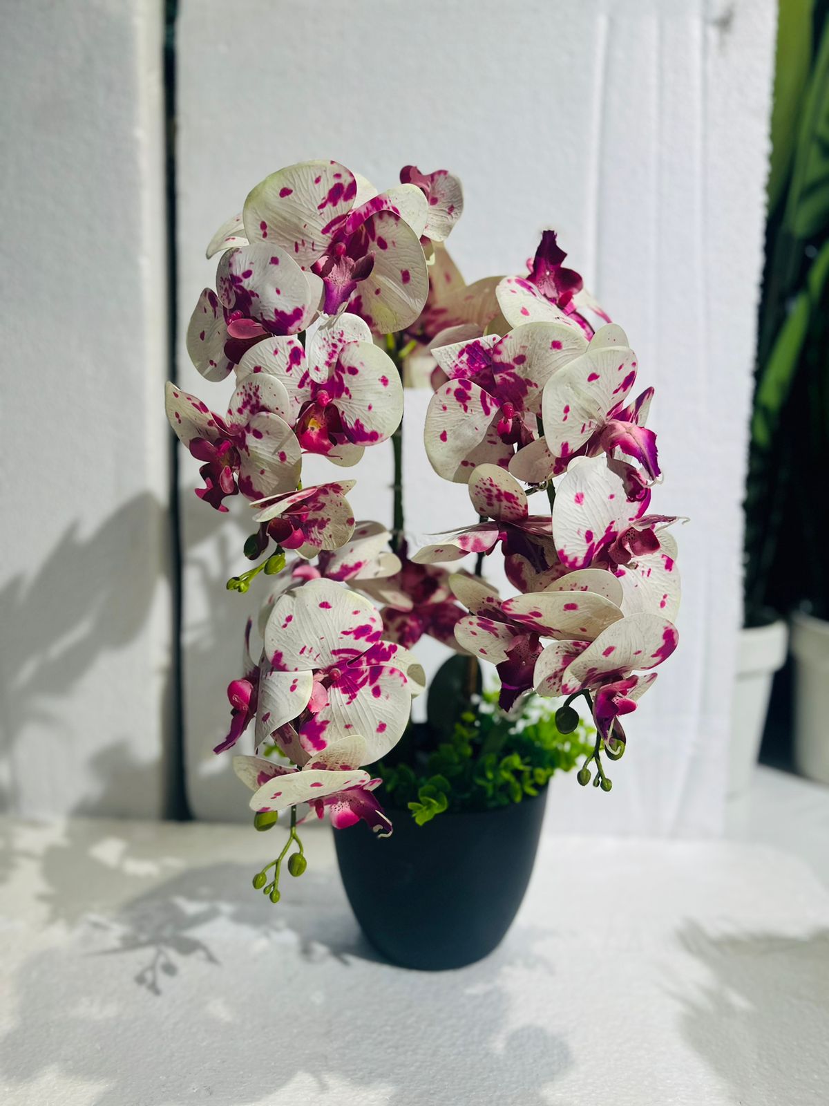 Orchids in Small Pot