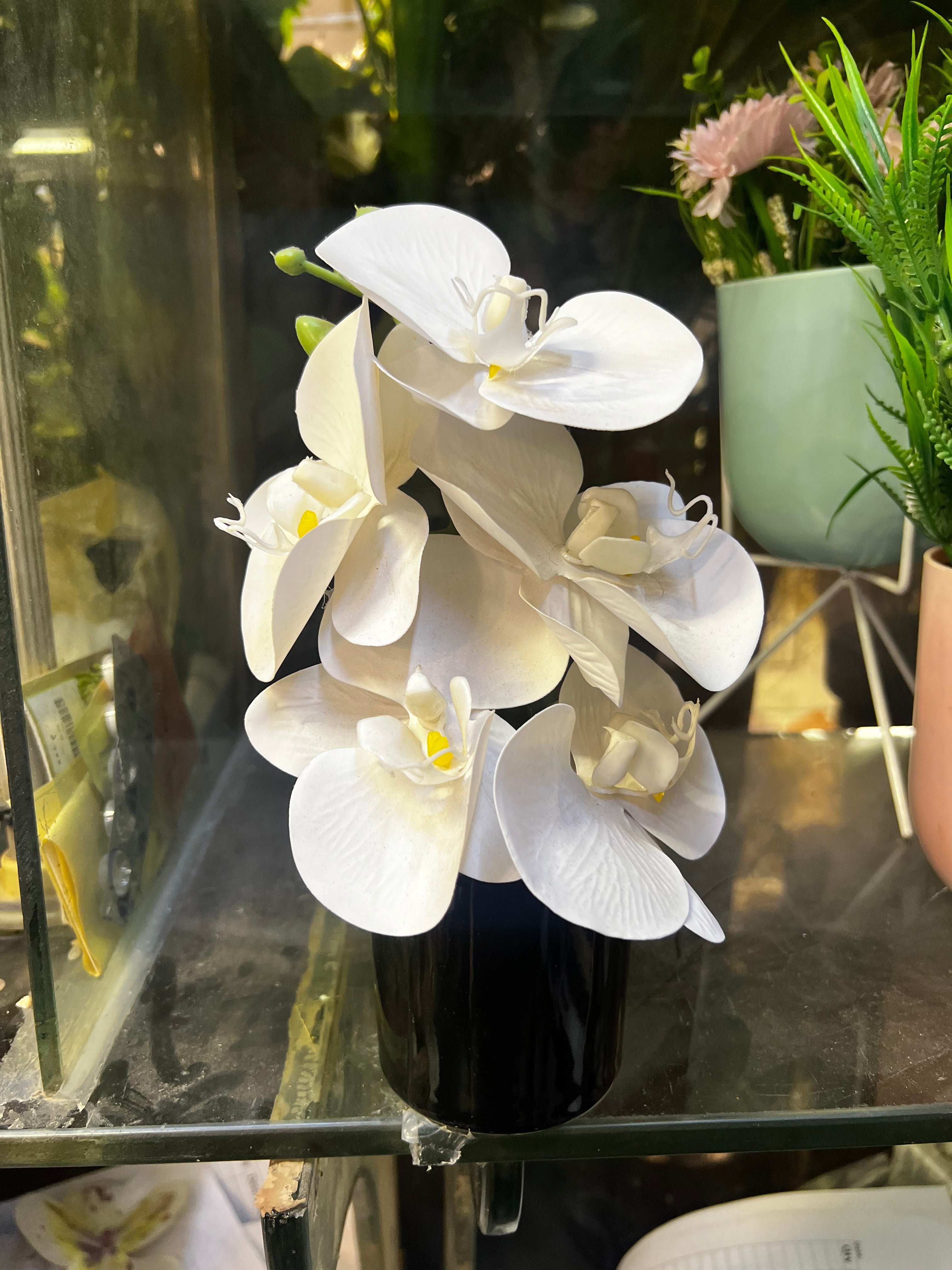 Mini orchids