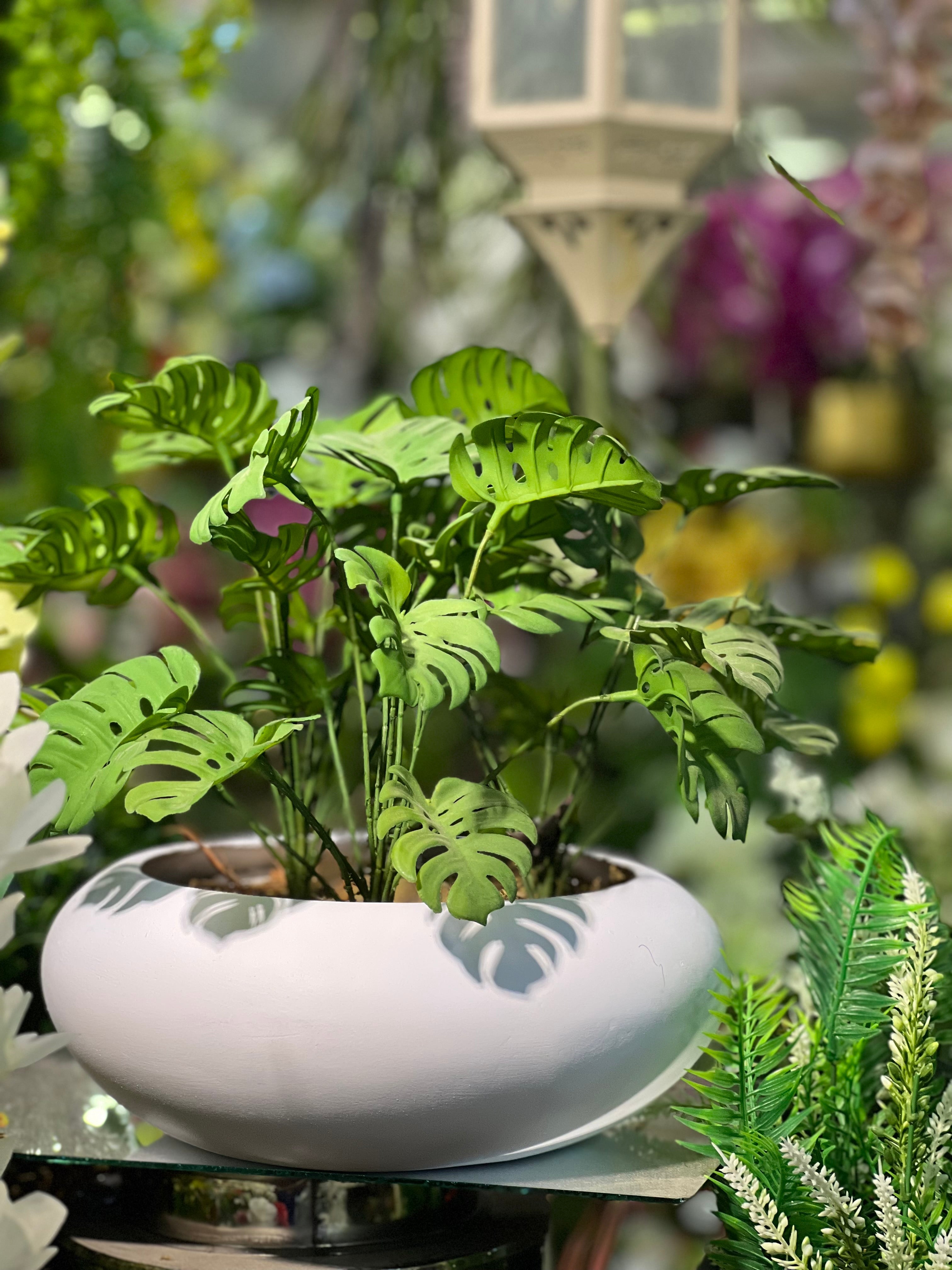 Exclusive Monstera with Fiber bowl