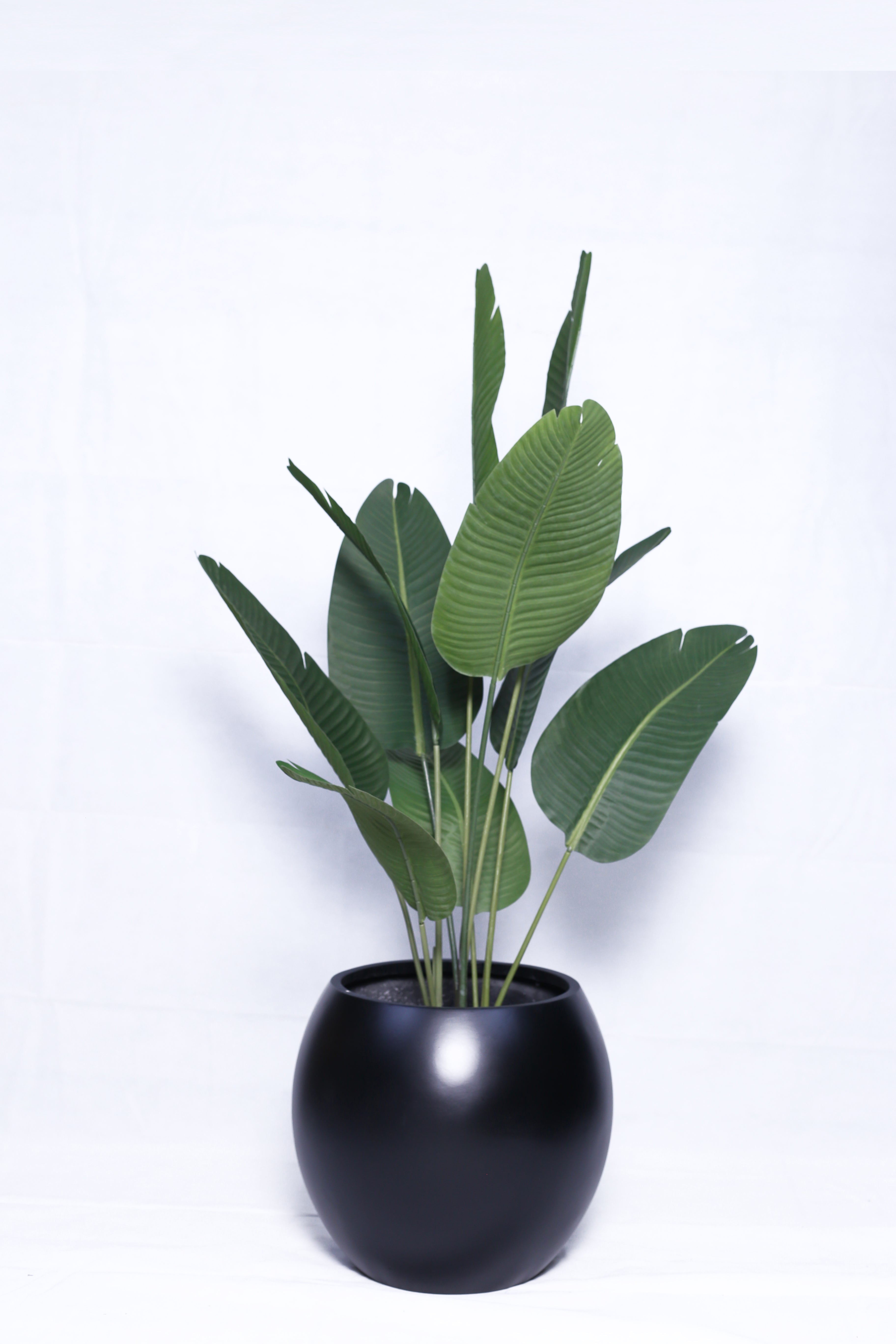 Banana palm with Round Pot