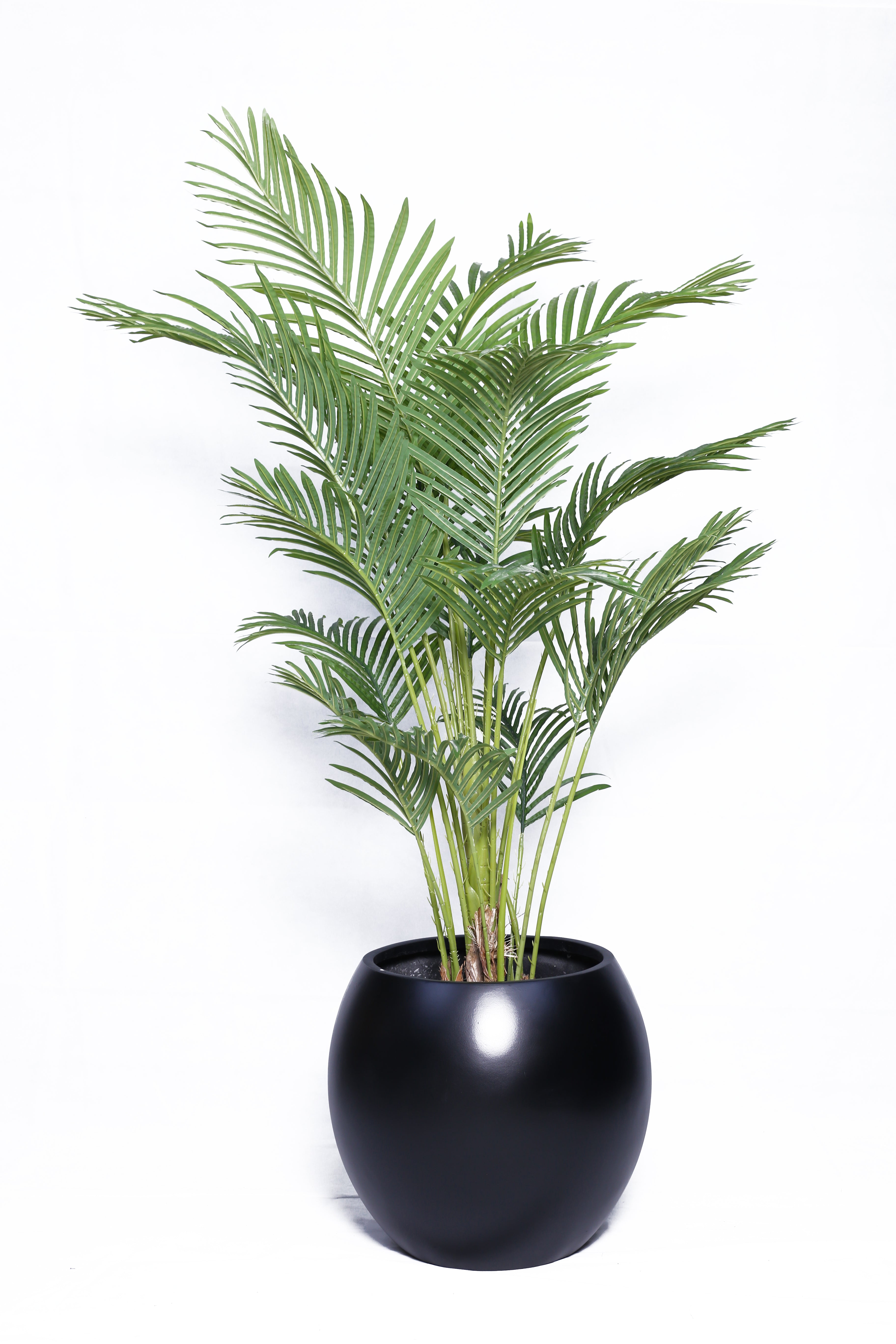 Areca Palm with sphere planter