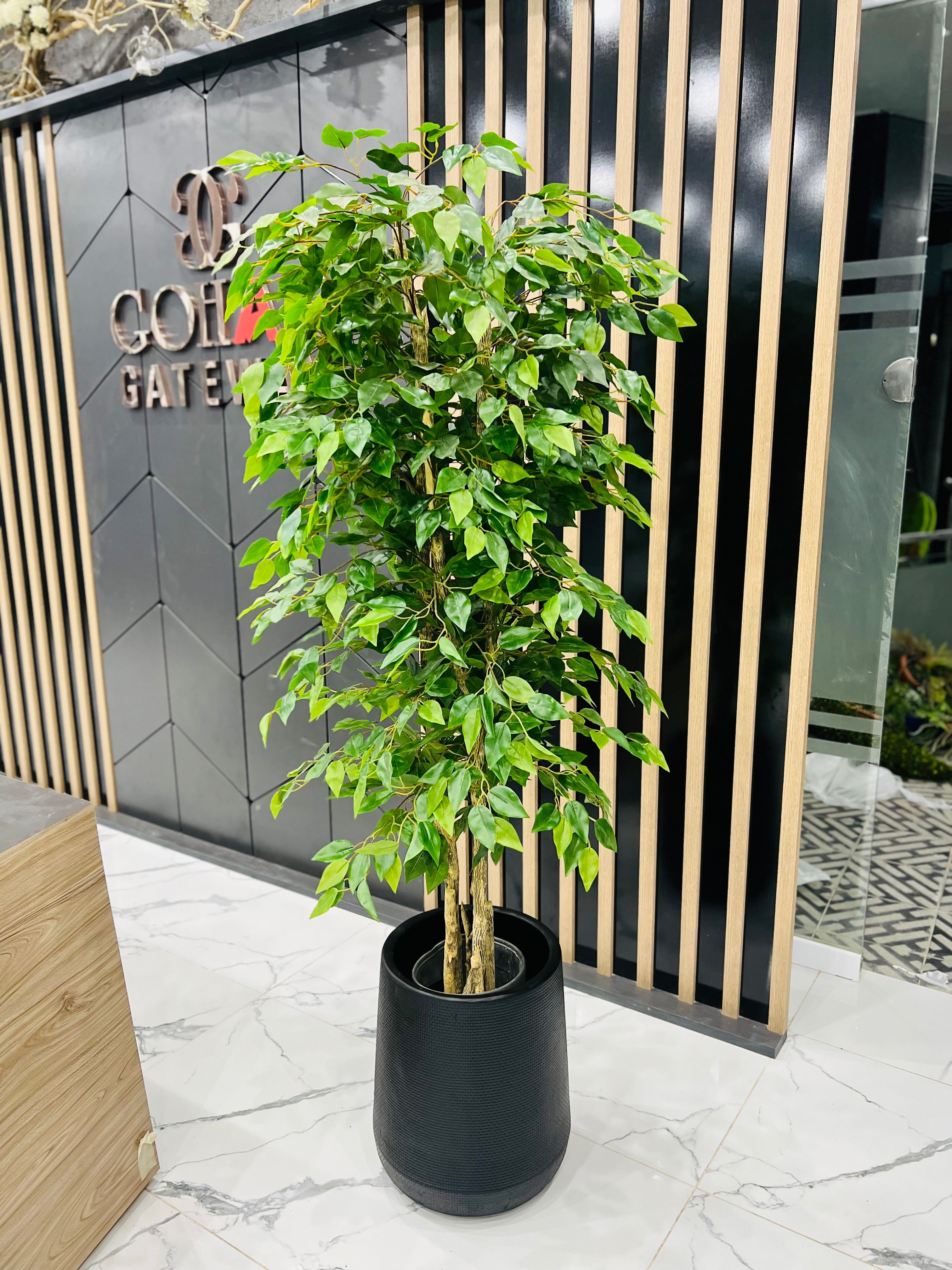 Exclusive ficus tree