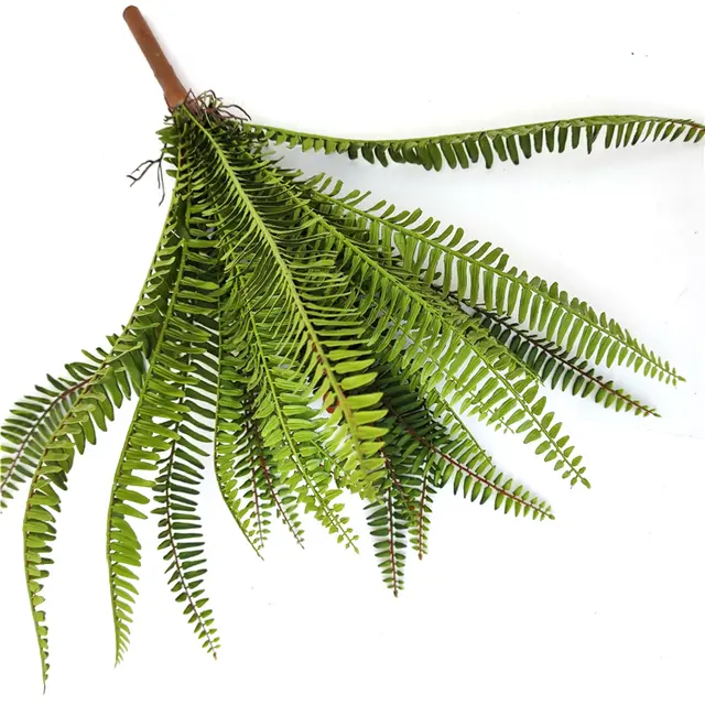 Fern plant bunch