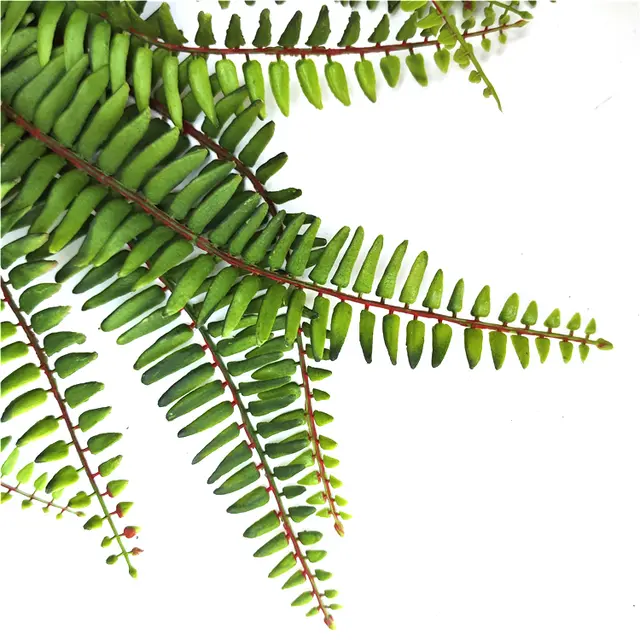 Fern plant bunch