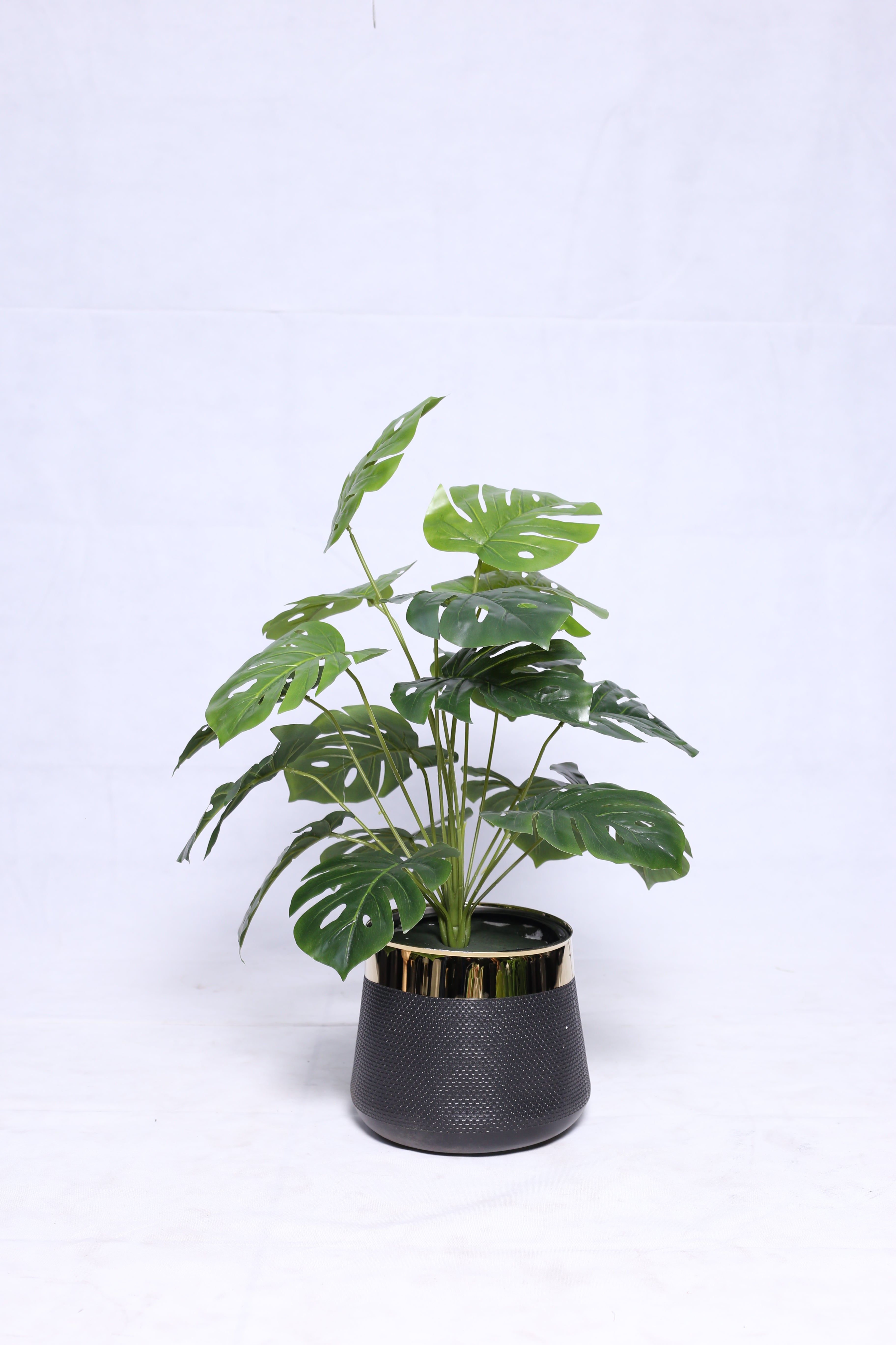 MONSTERA With fiber gold strip planter 26"