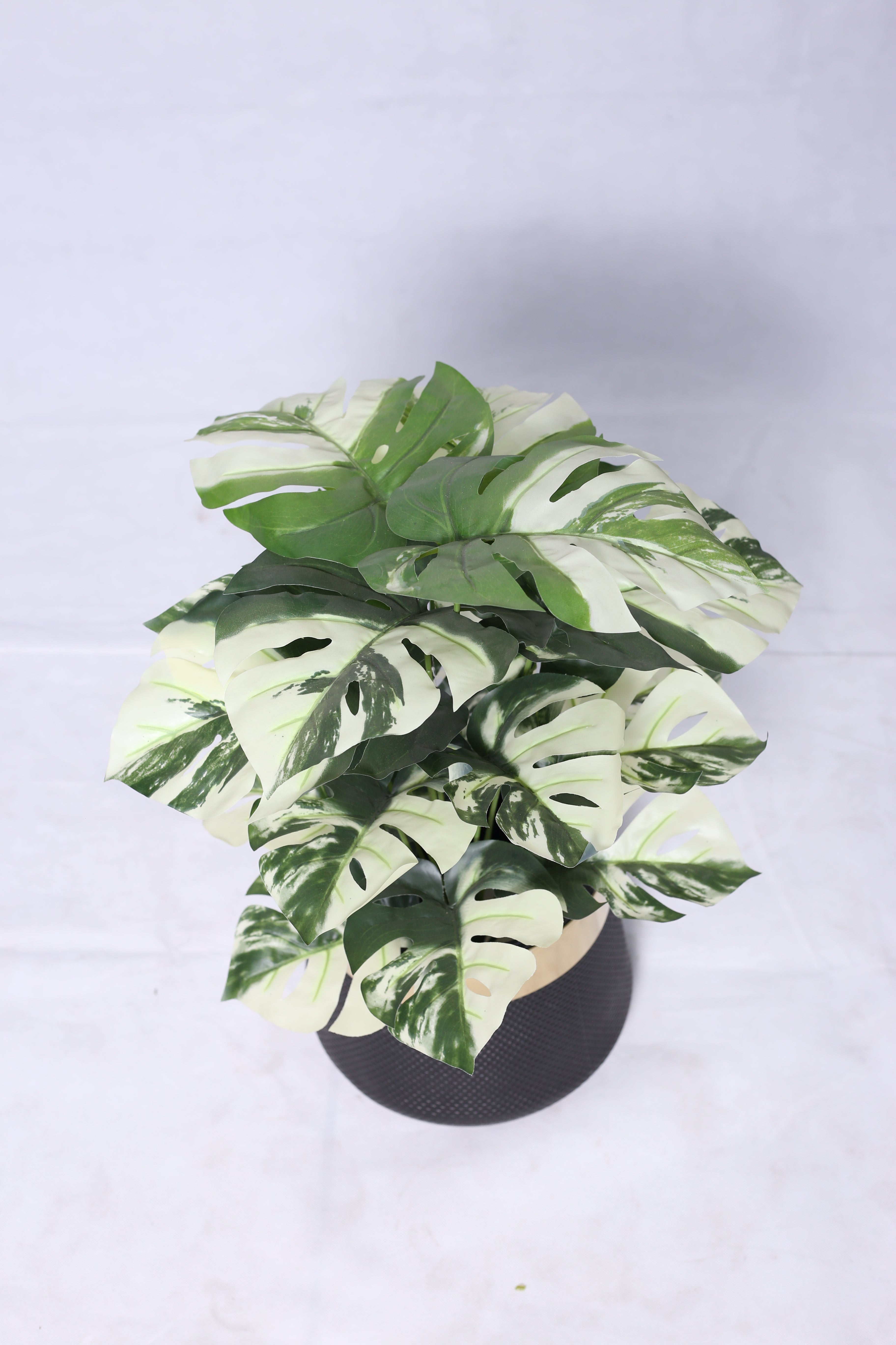 Monstera with 18 leaves