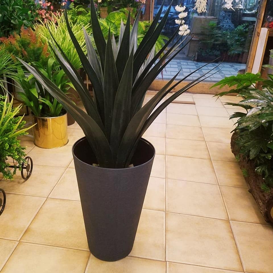  Dracaena Plants