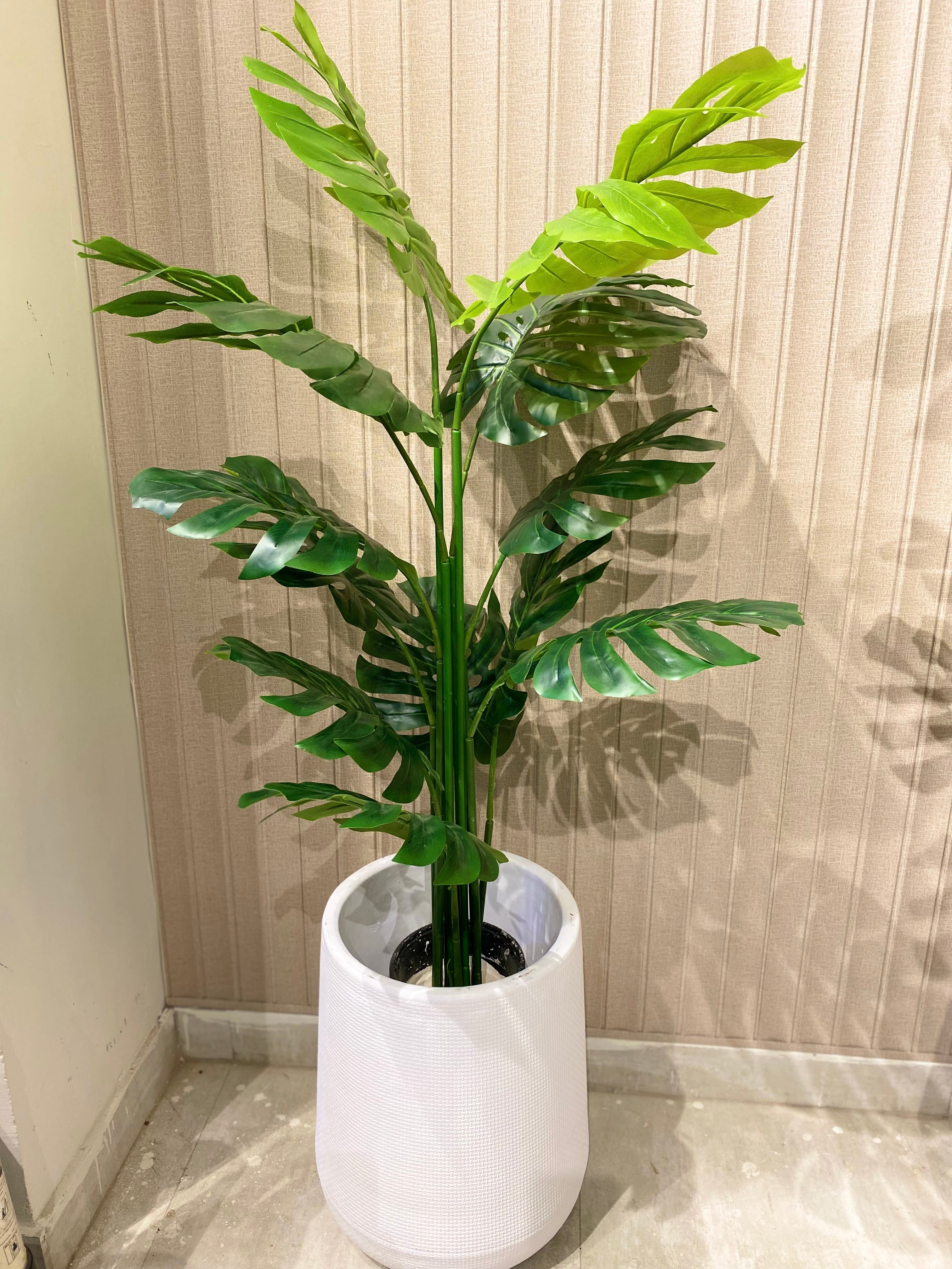 Exclusive Monstera Plants