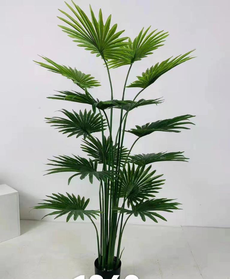 Fan Palm 14,15 leaves