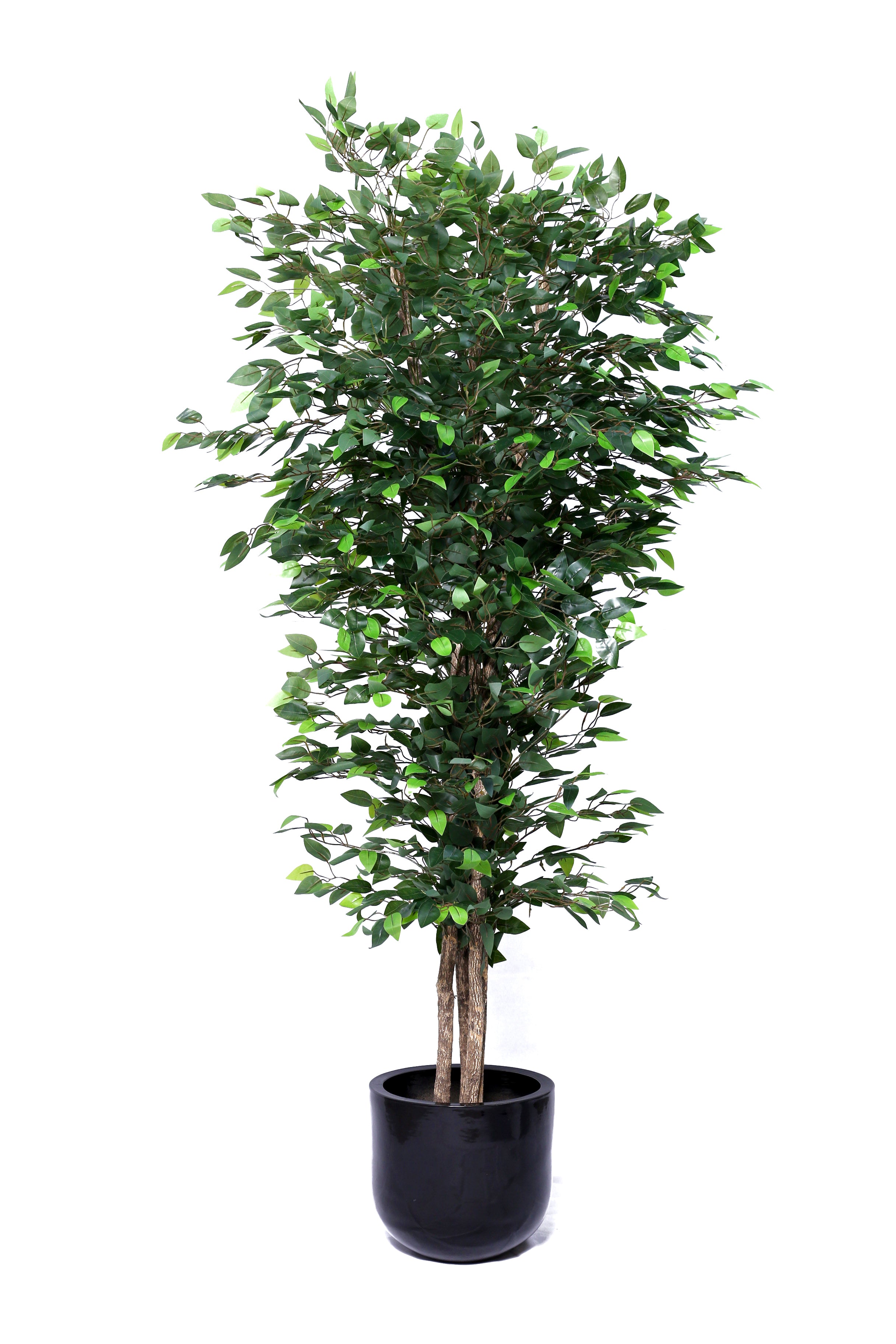 Ficus Tree 9ft