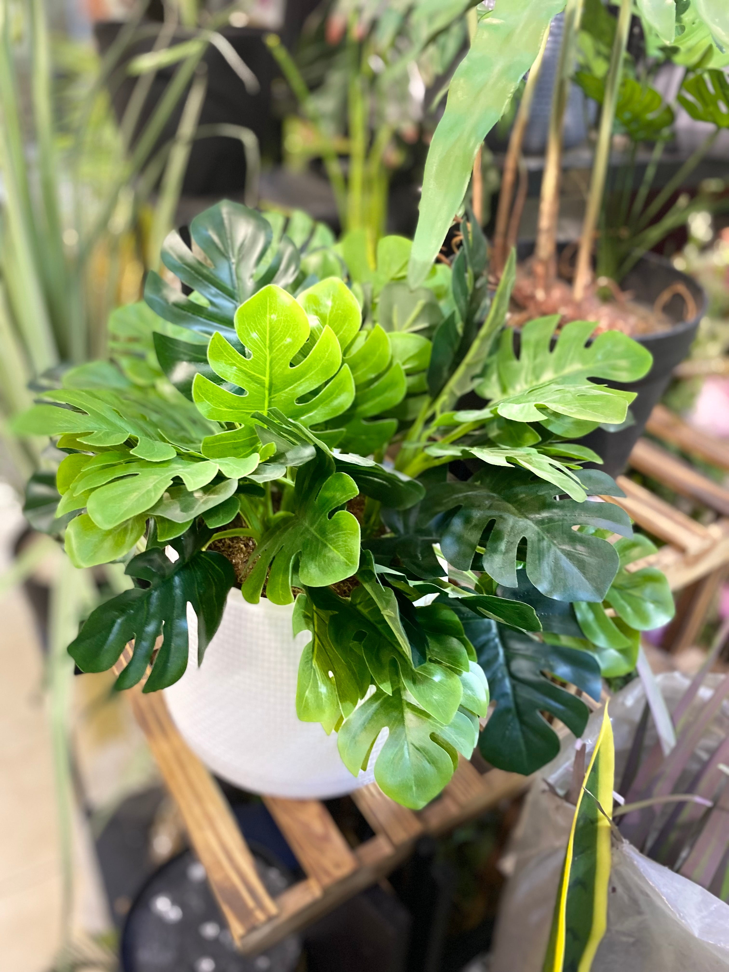 Monstera With Check Pot