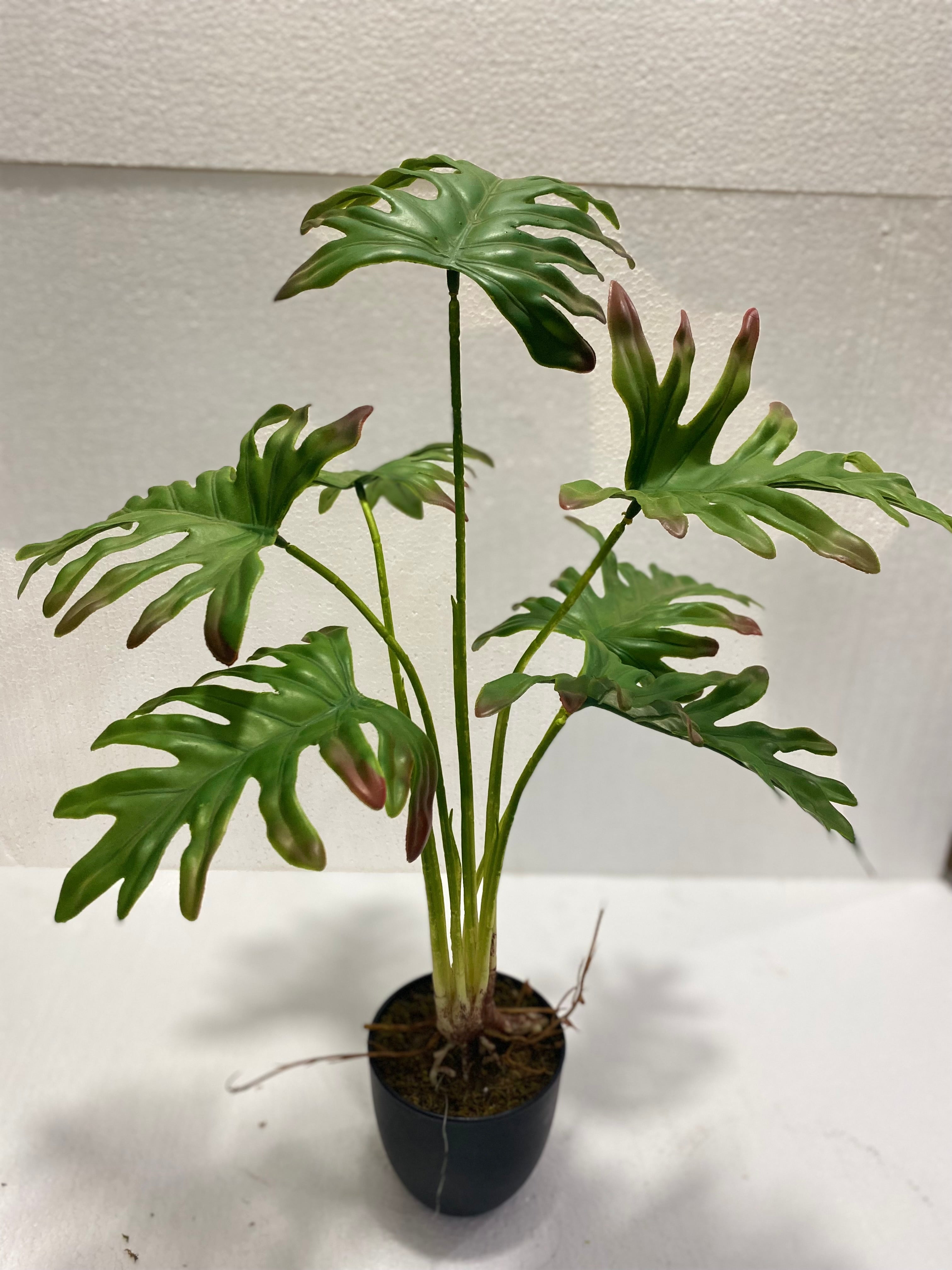 Schefflera mini pots