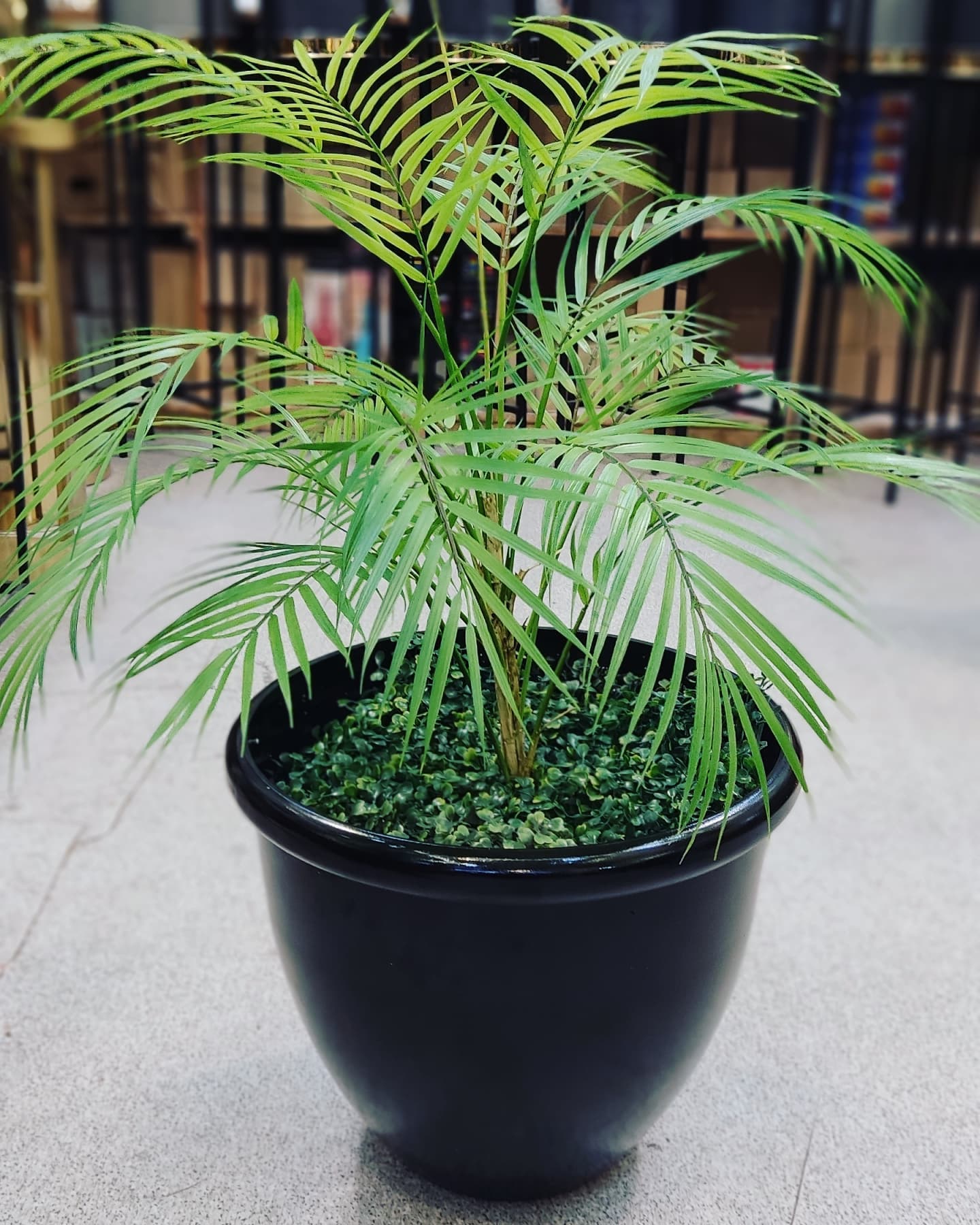 Areca Plants with small bowel pot 