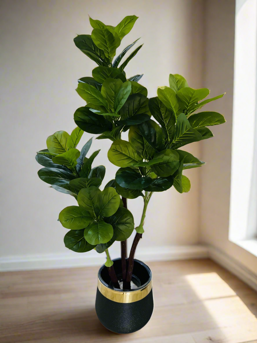 Fiddle fig leaf