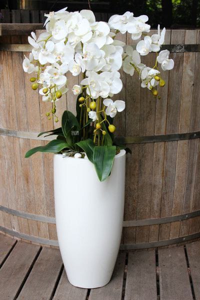 Exquisite Orchids with Long Glass shaped Planter