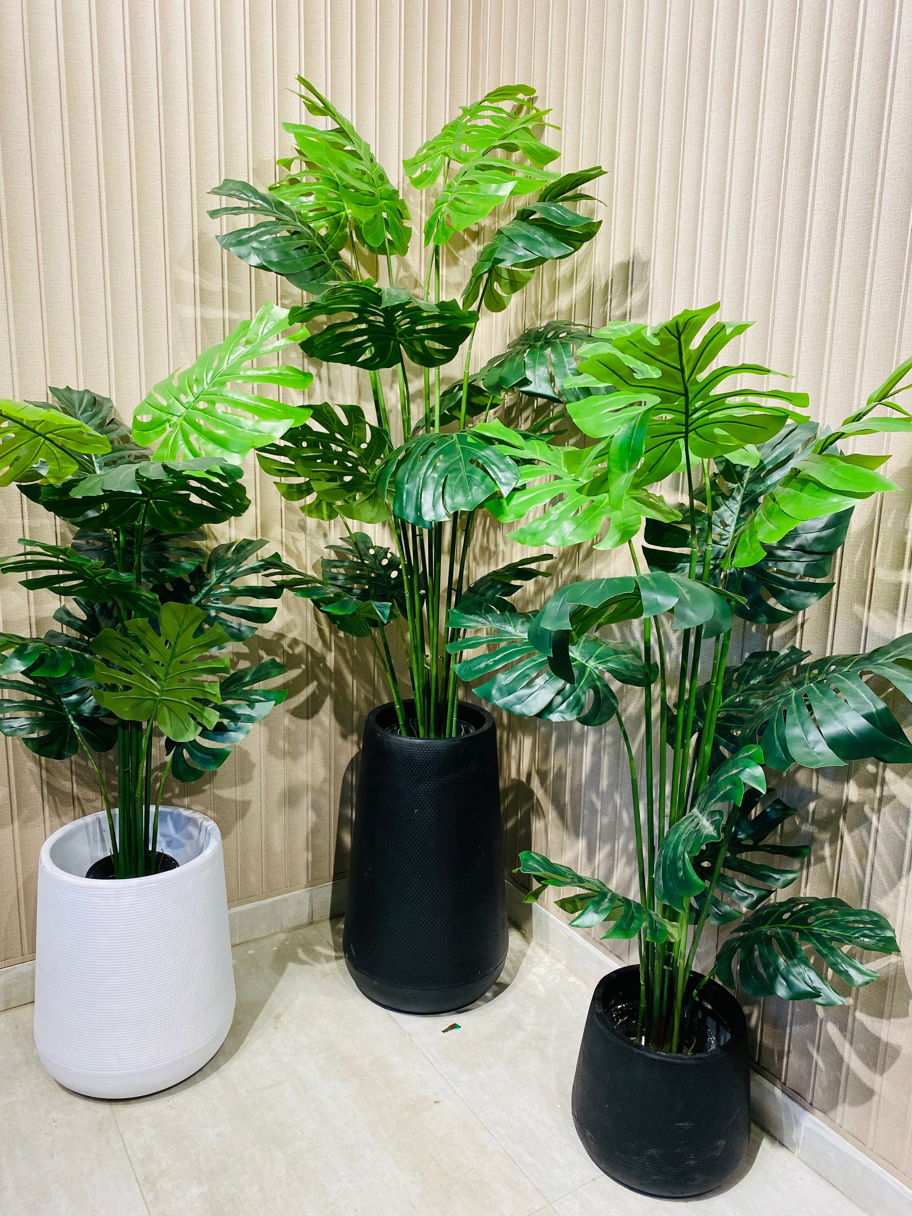 Exclusive Monstera Plants