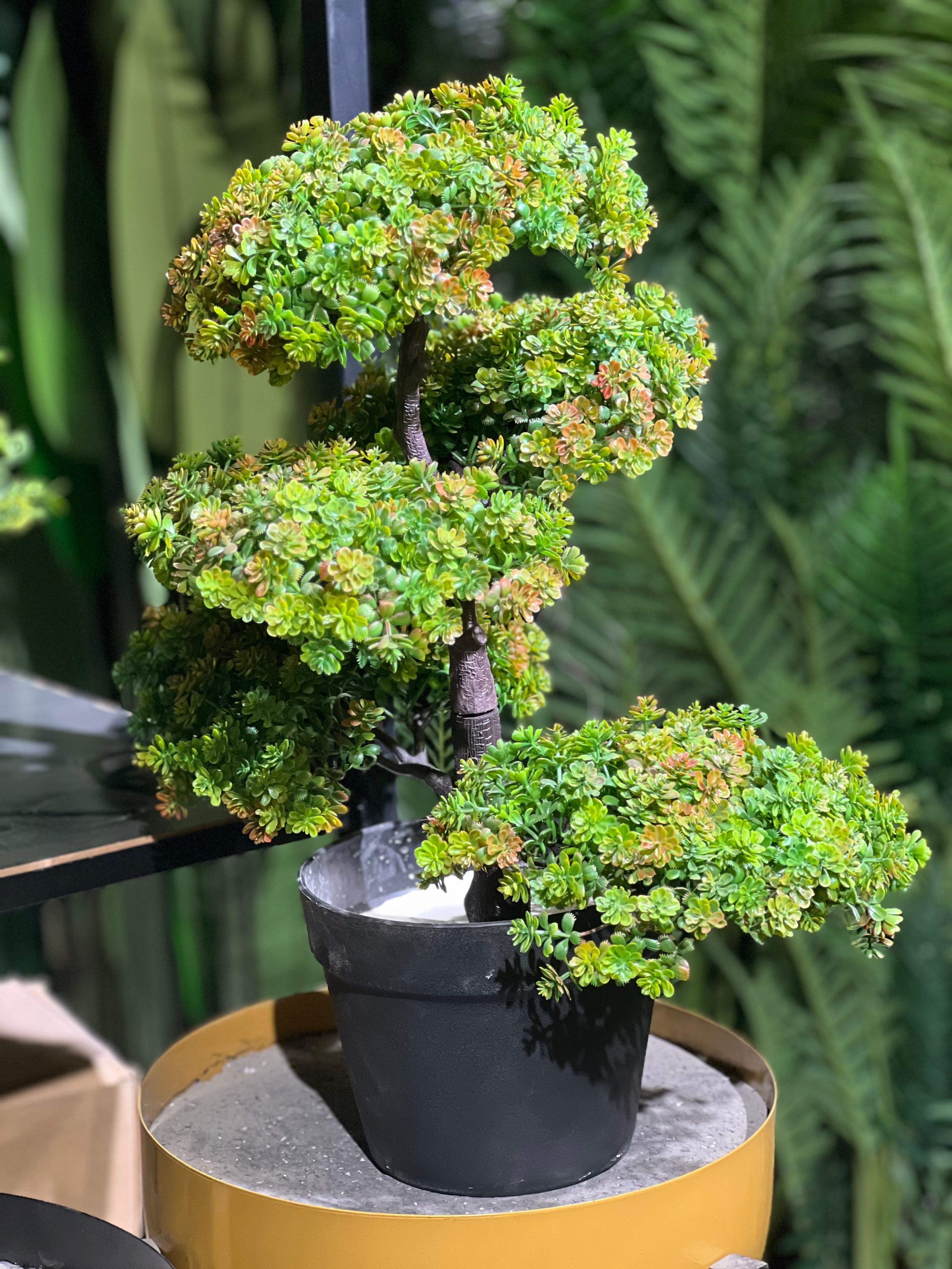 Bonzai plants for table