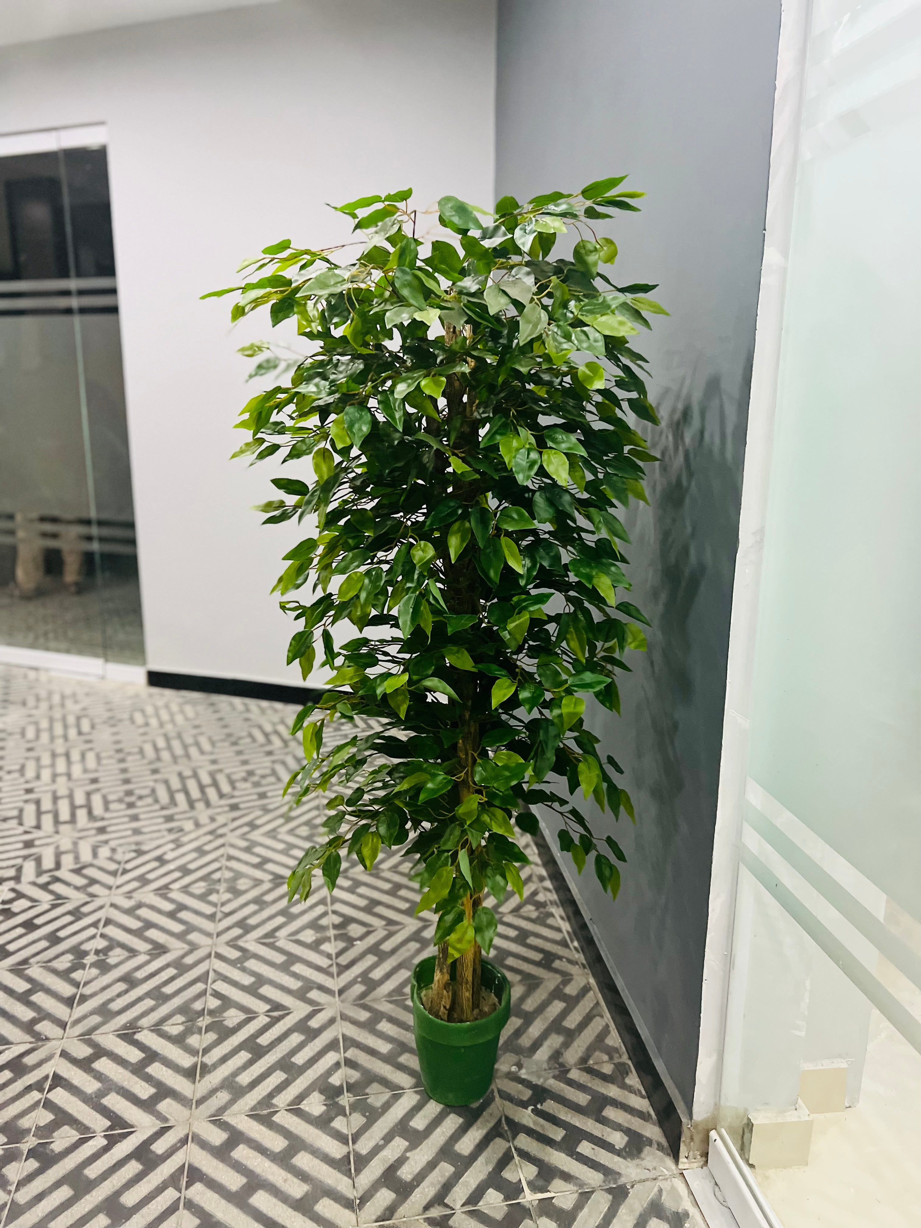 Exclusive ficus tree