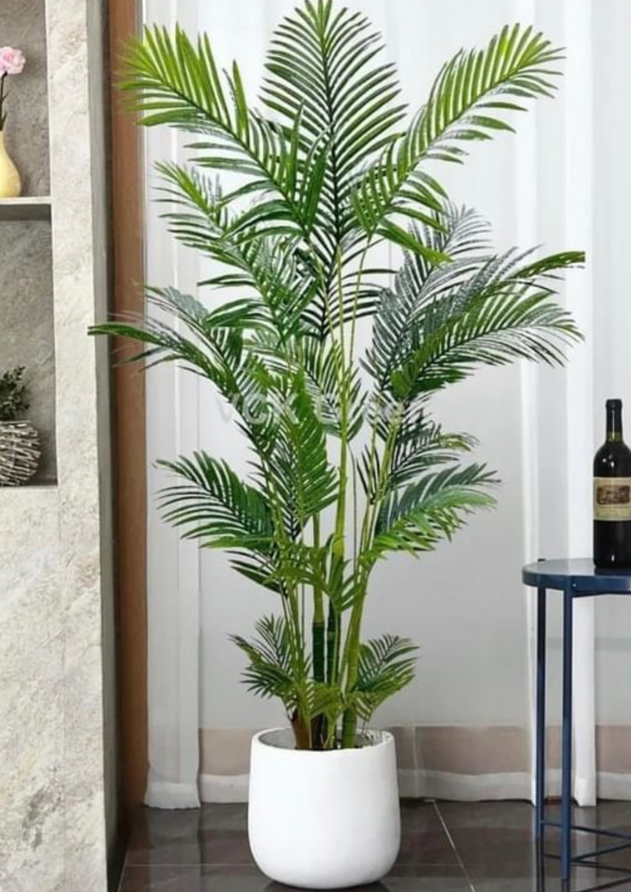 Areca with Ceramic planter