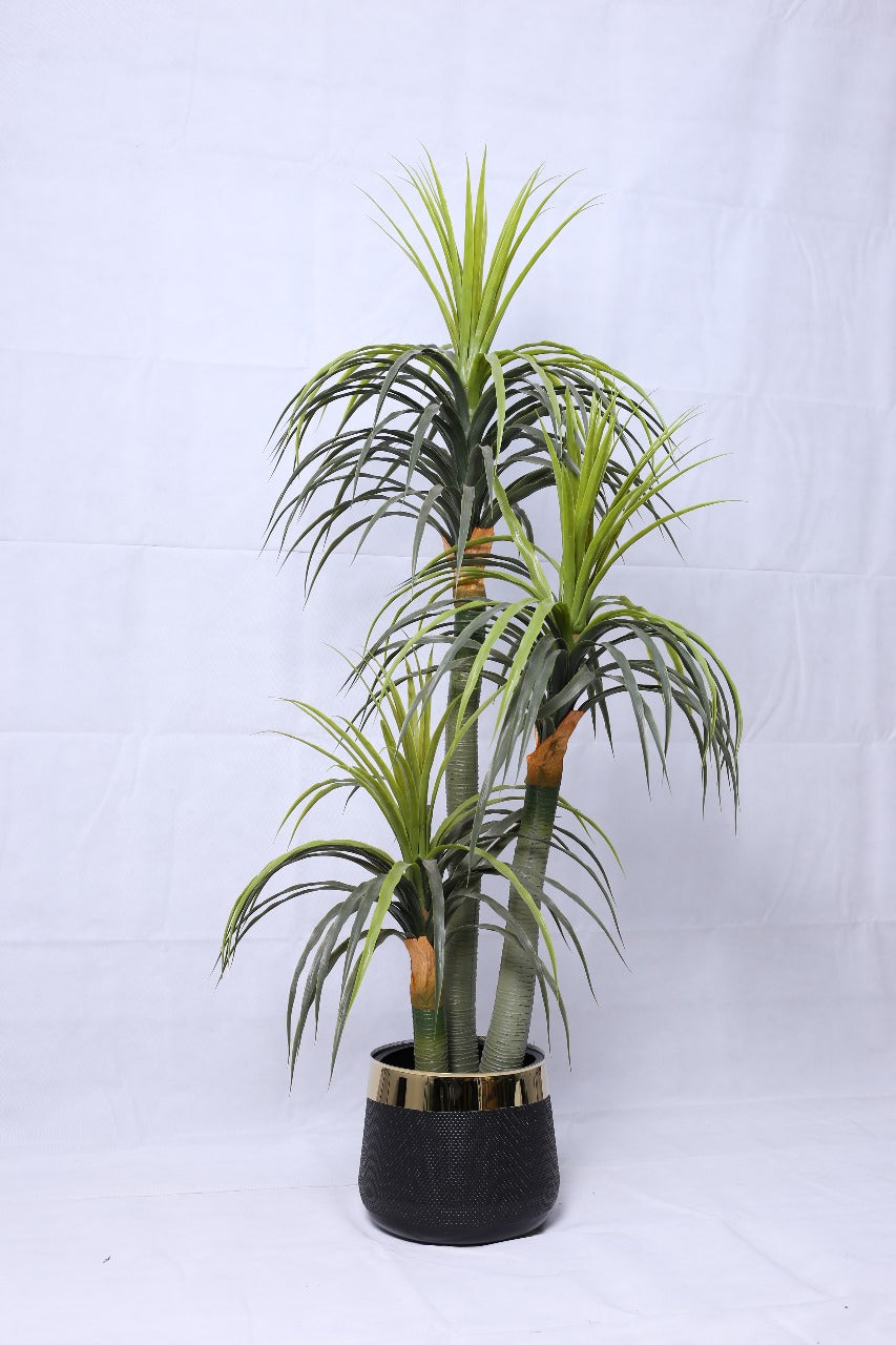 Dracaena Plant