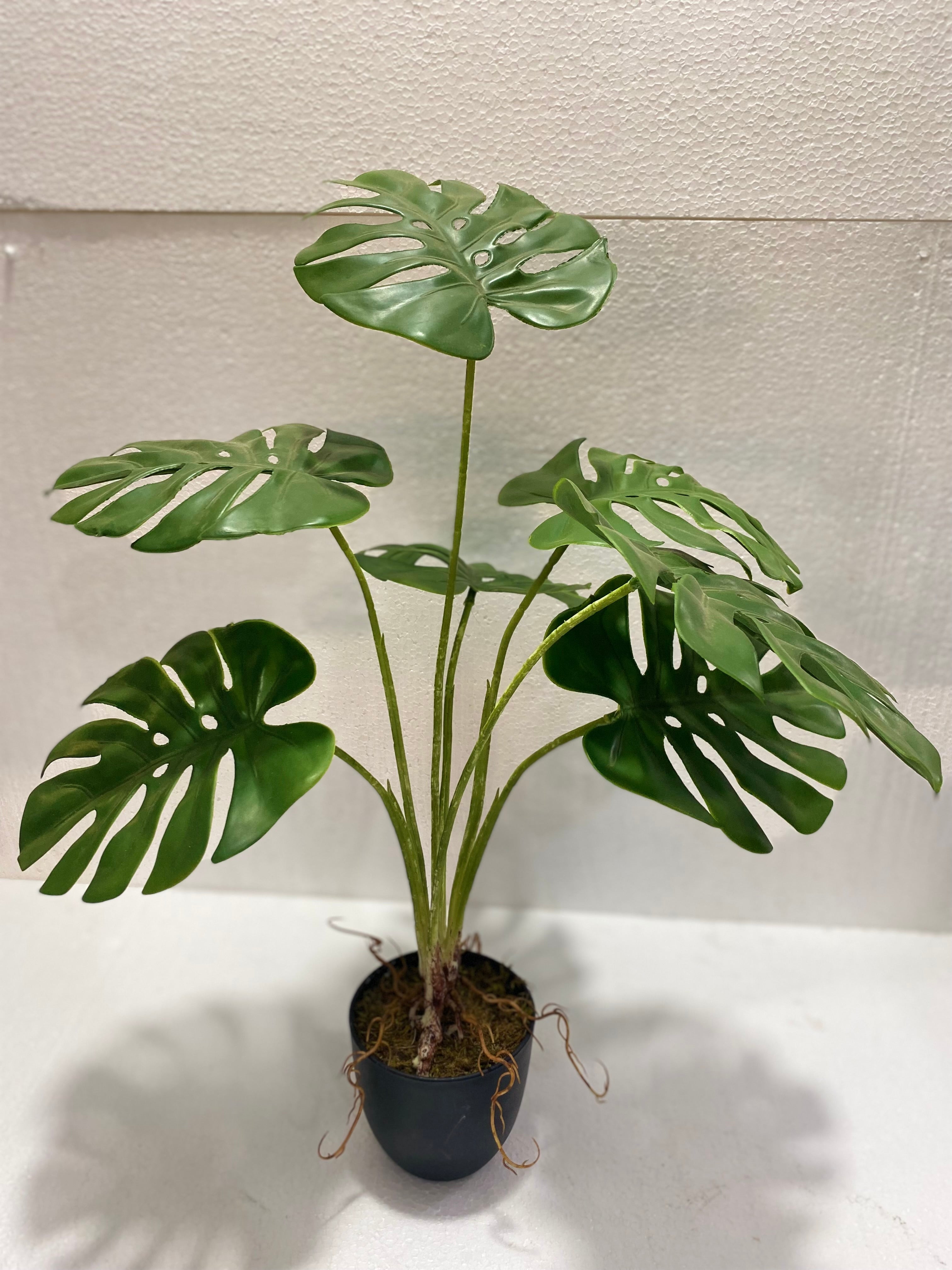 Small Pot Monstera