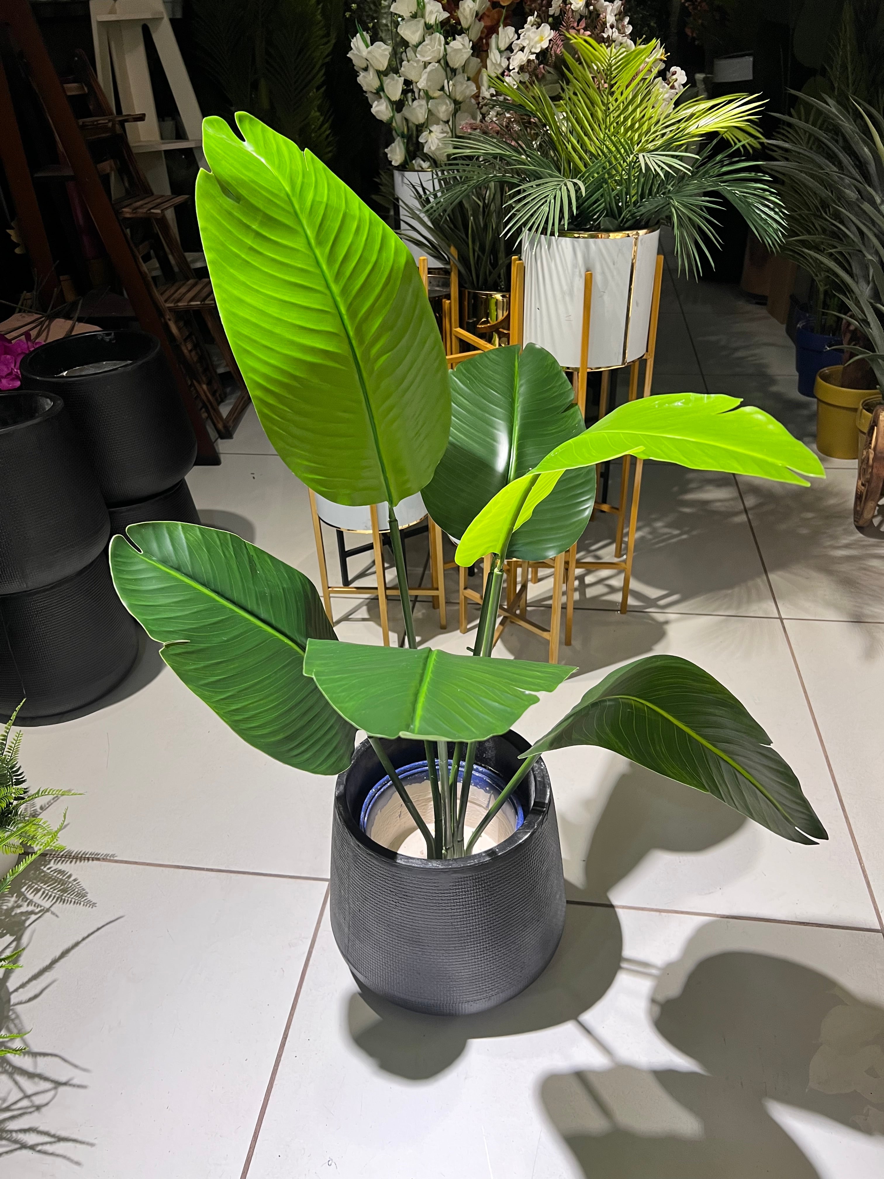 3ft banana tree with pot 