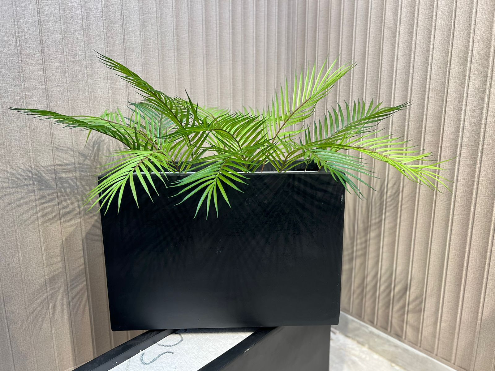 Areca With Horizontal Planter