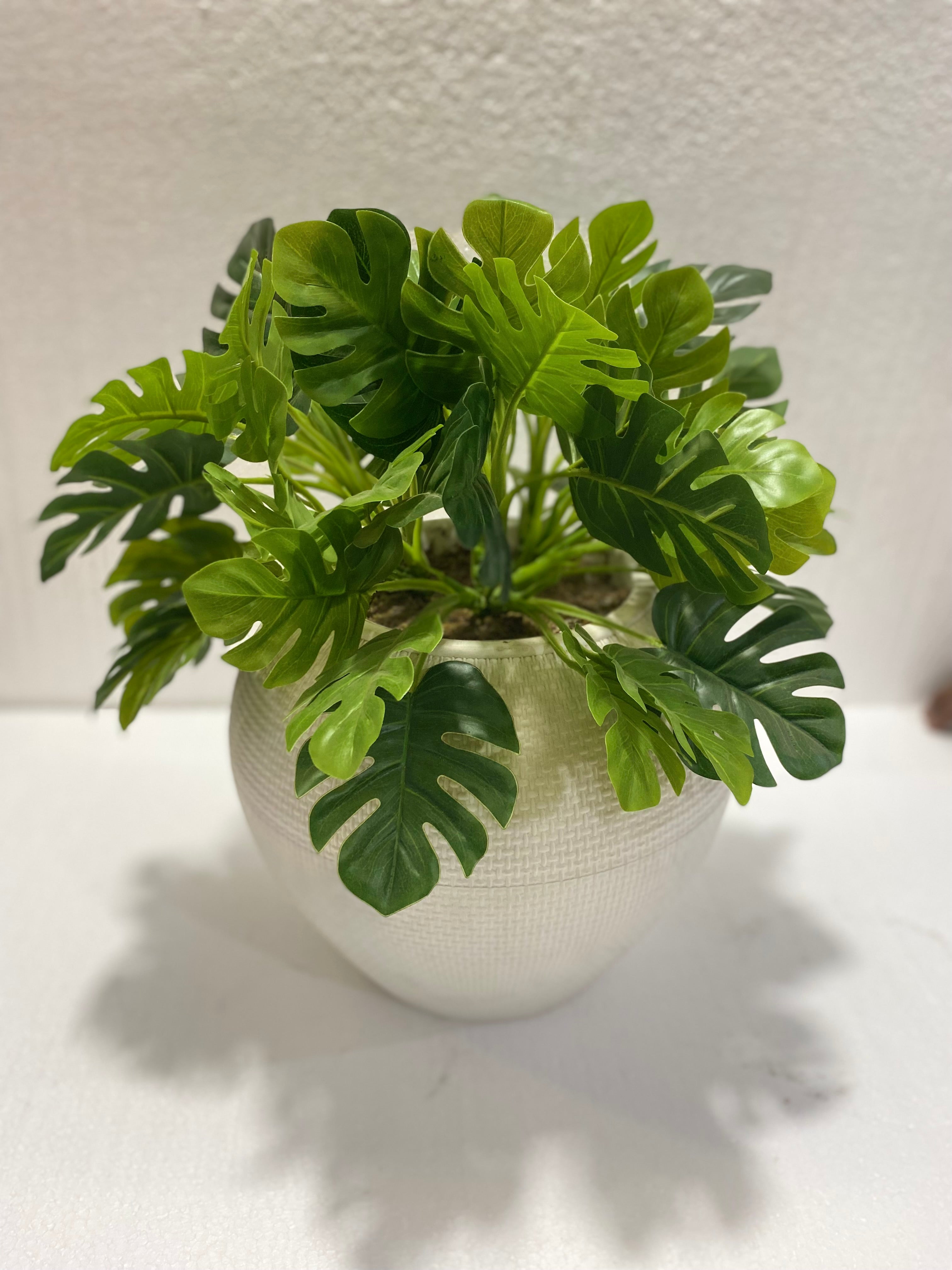 Fiber antique Pot Monstera