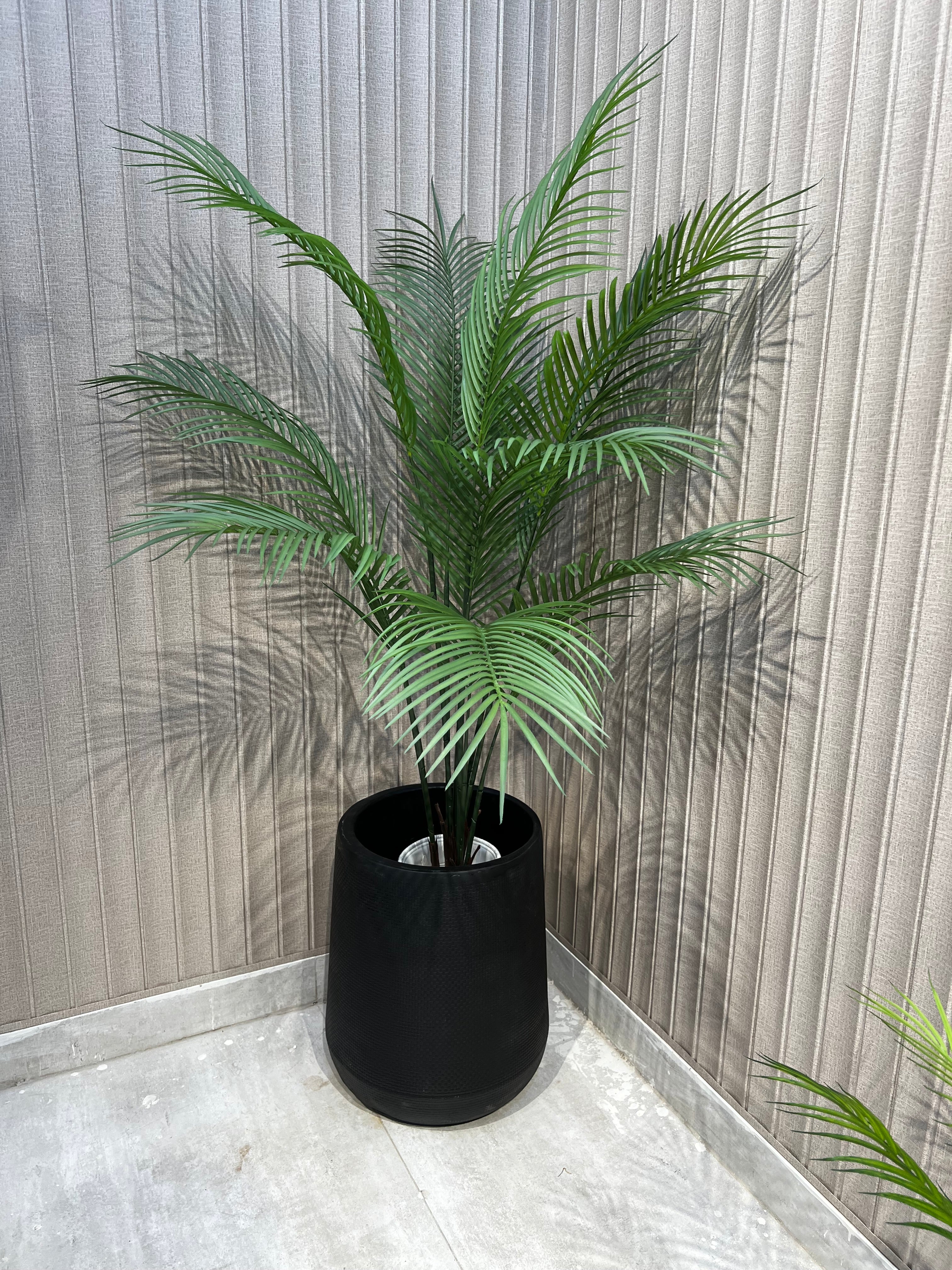 Exclusive Beach Areca Palm