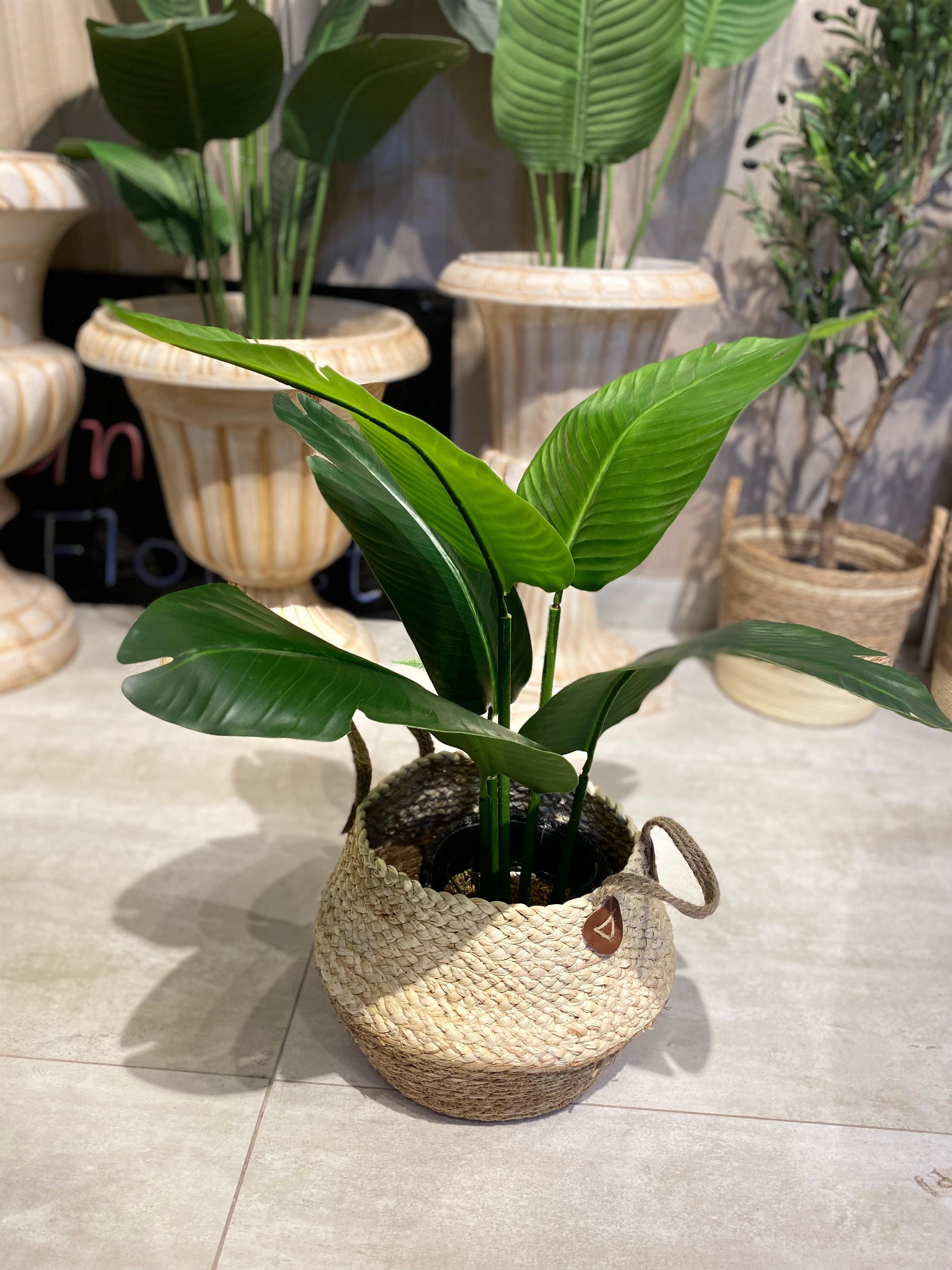 5leaves Banana with Cane Planter