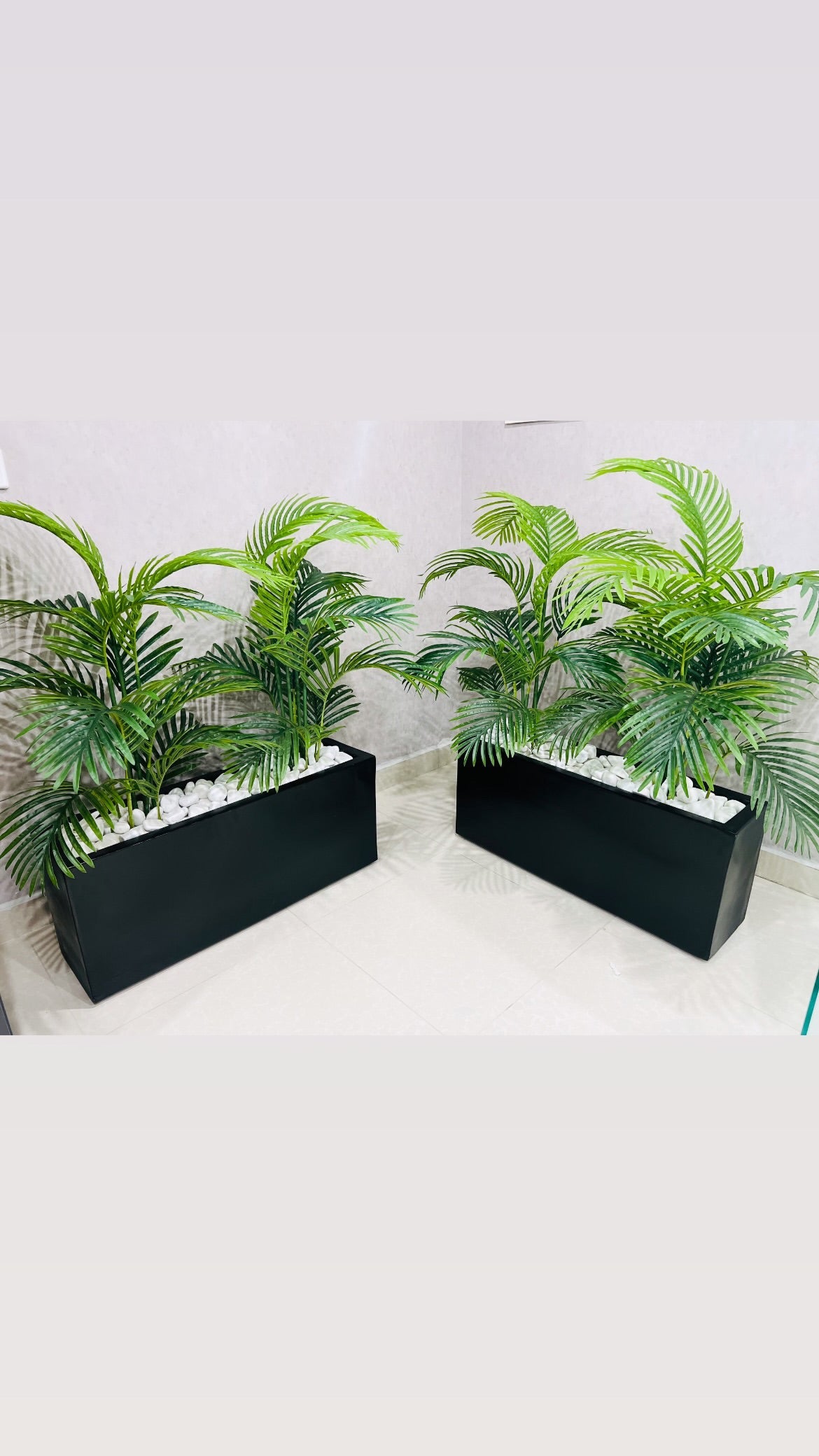 Areca Kiary with horizontal Planter