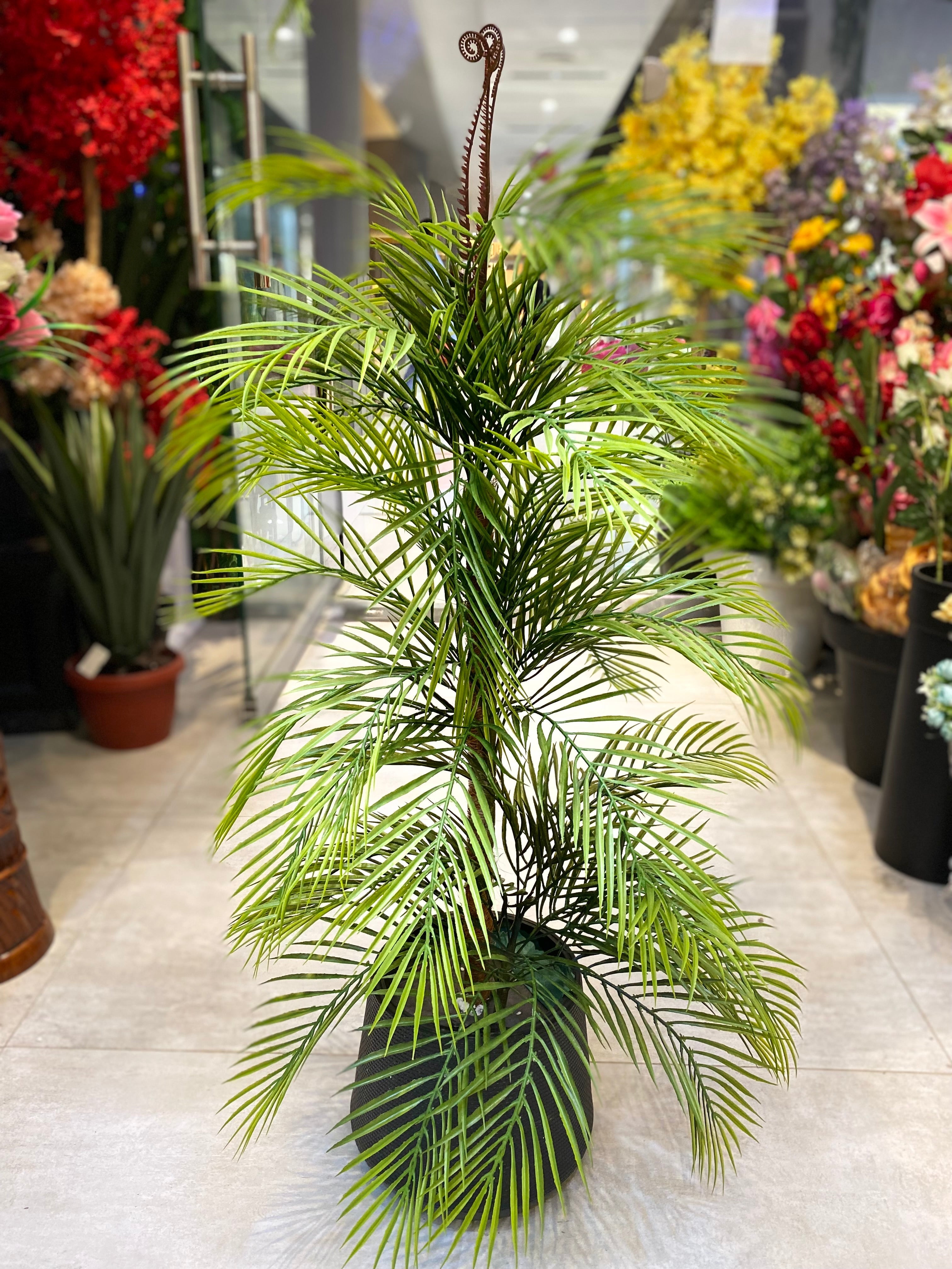 Small Areca Plant