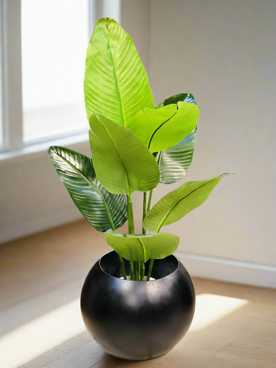 Banana palm with Round Pot