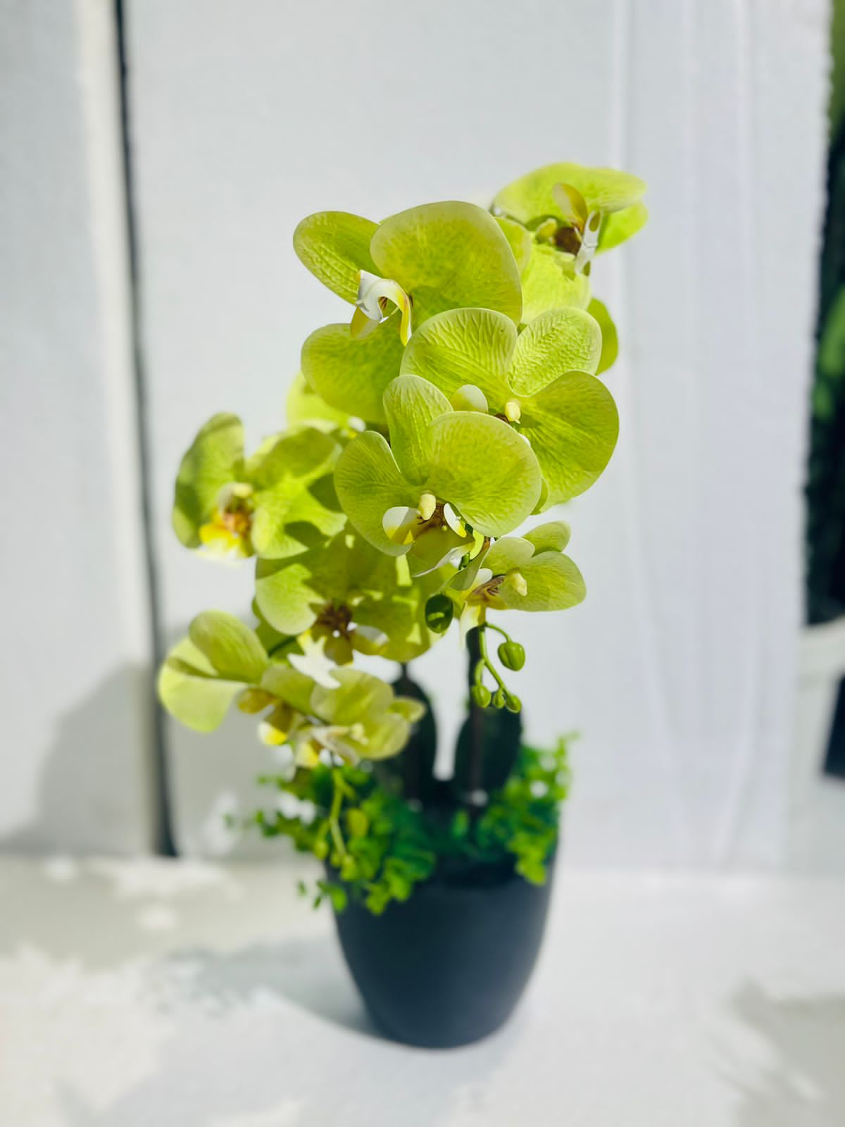 Orchids in Small Pot