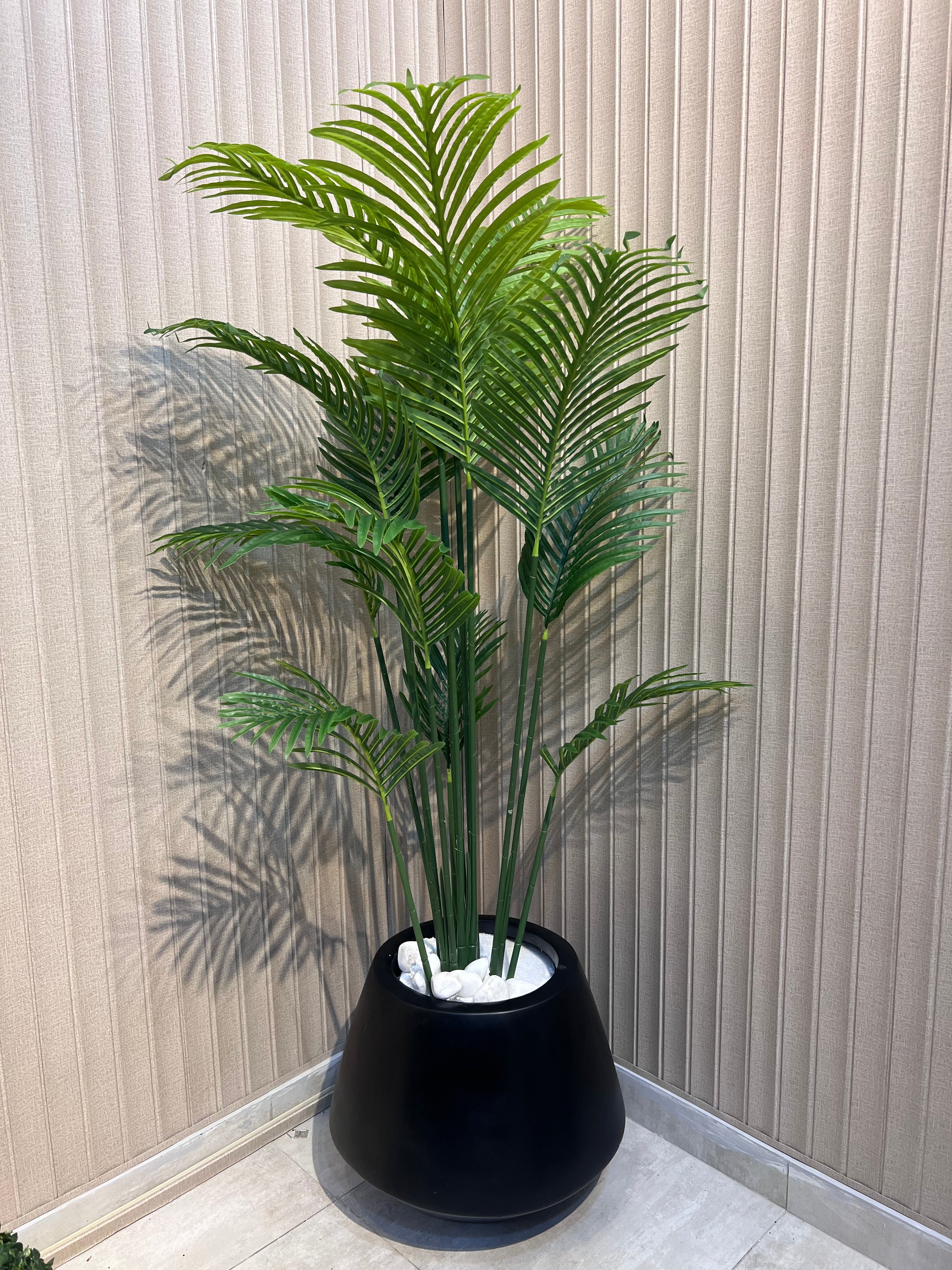 New Areca with new Planter