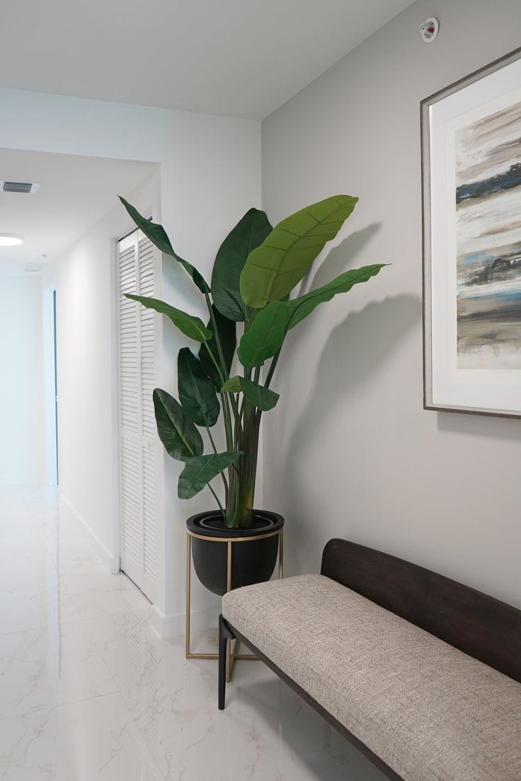 Banana Palm with Metal stand planter