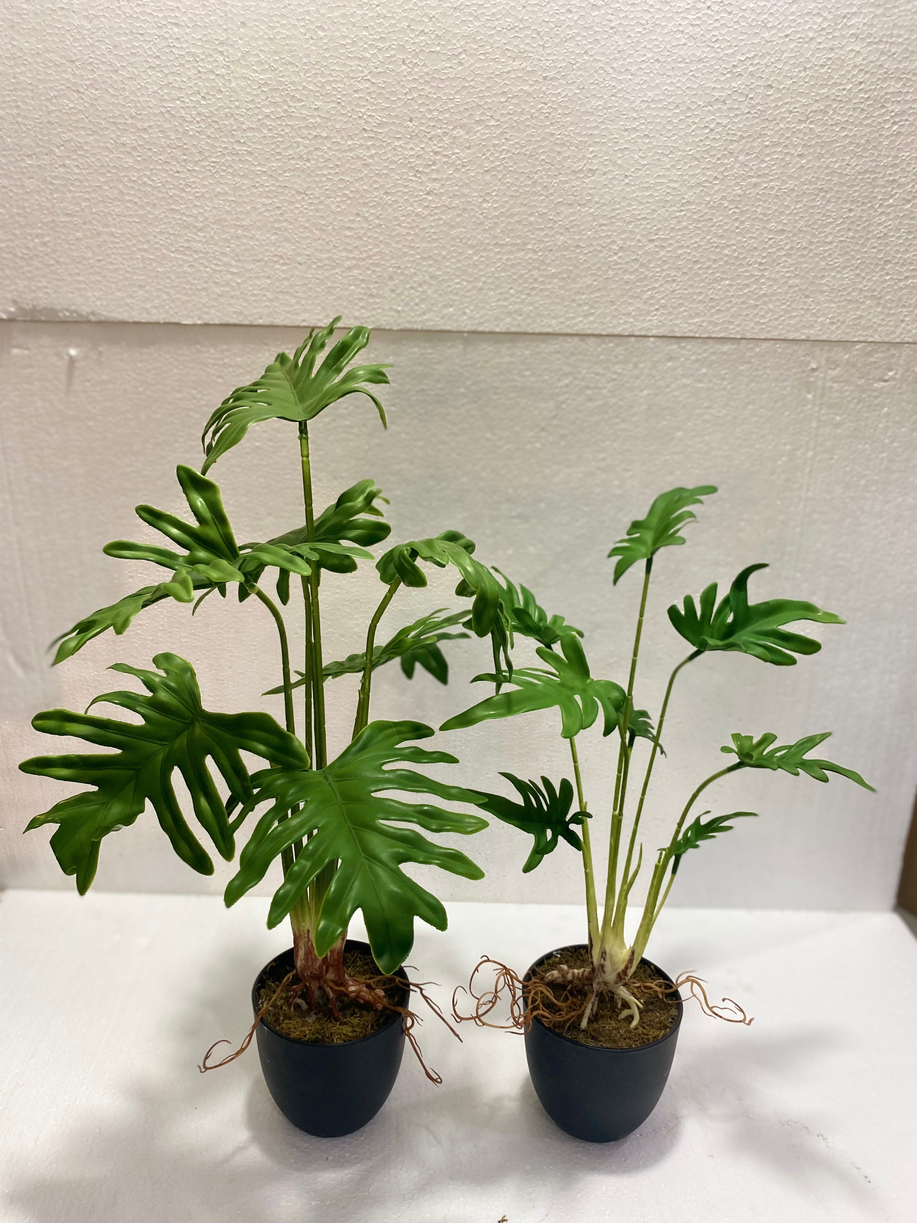 Schefflera mini pots