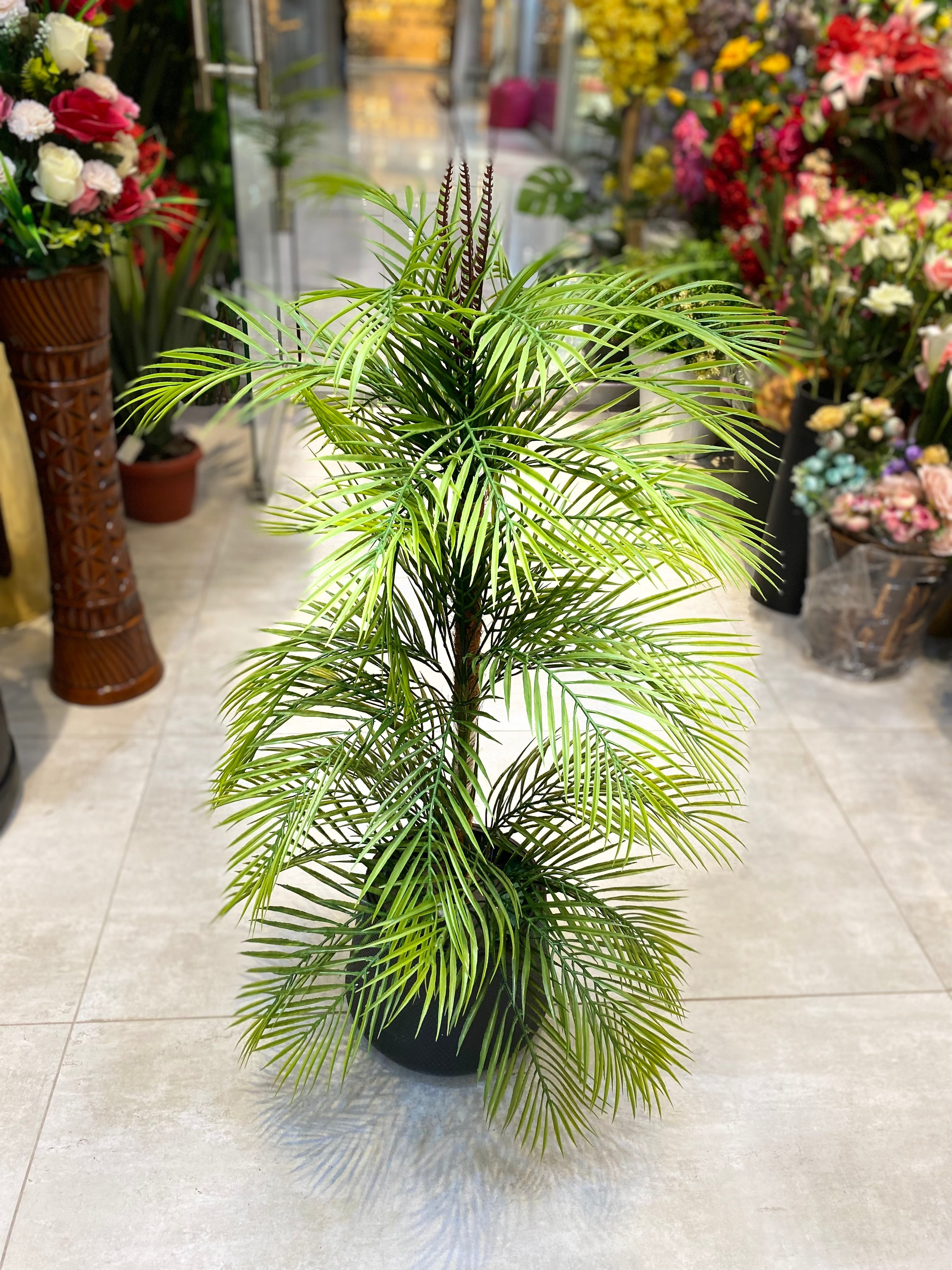 Small Areca Plant