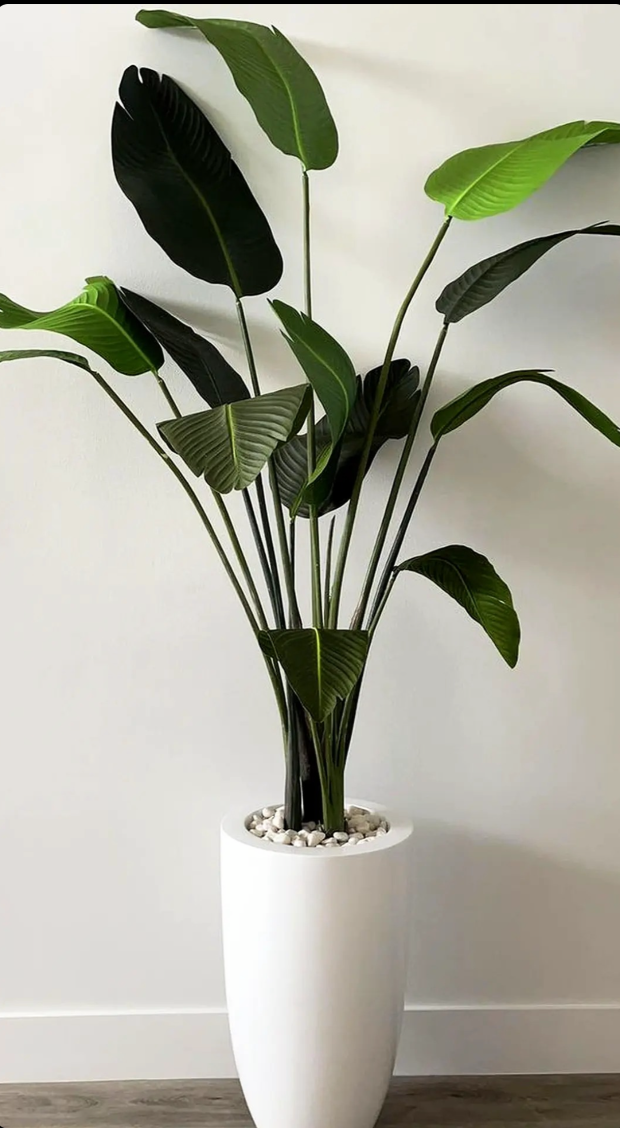  6ft banana Palm White Vase Planter