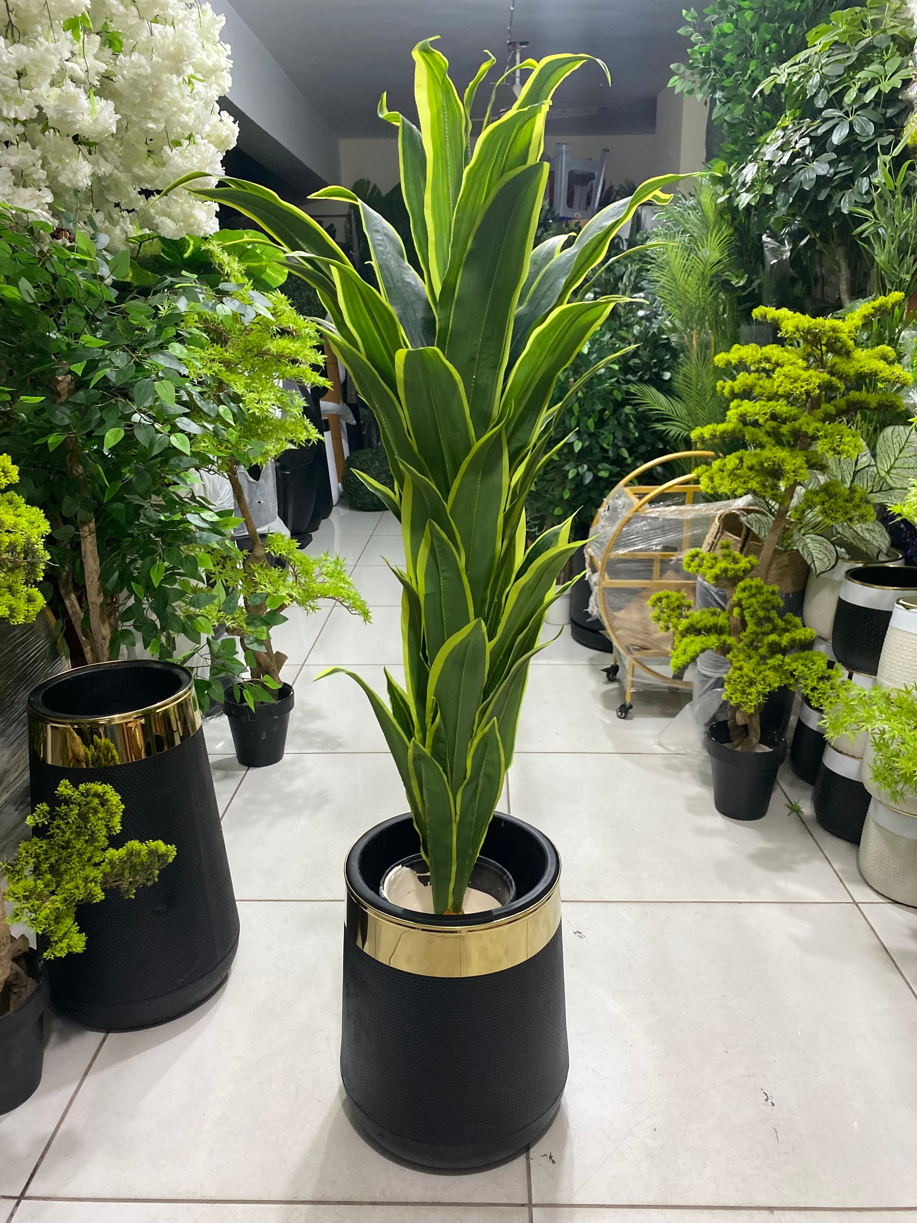 Exclusive Snake Plant