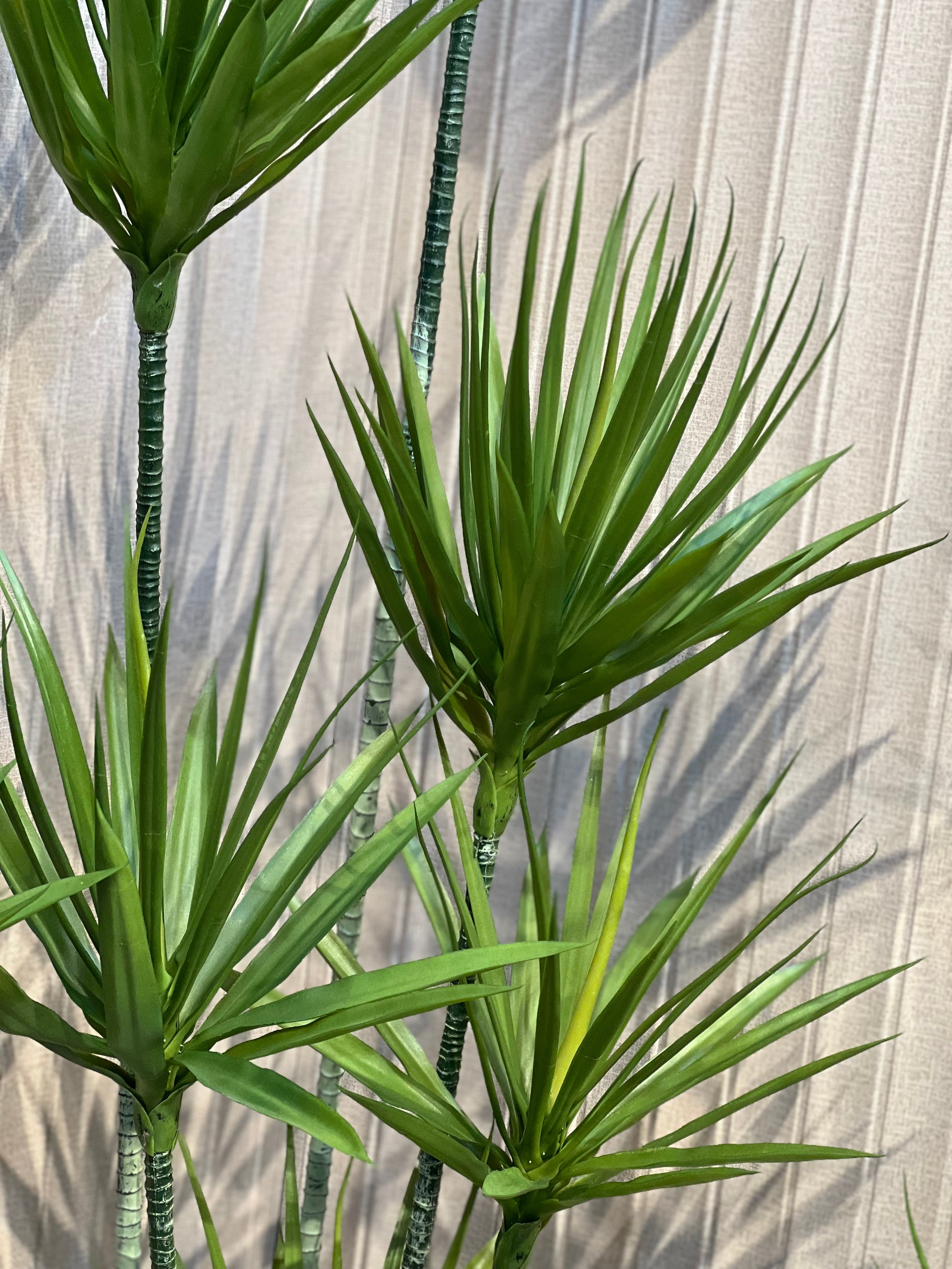 Exclusive yucca plants