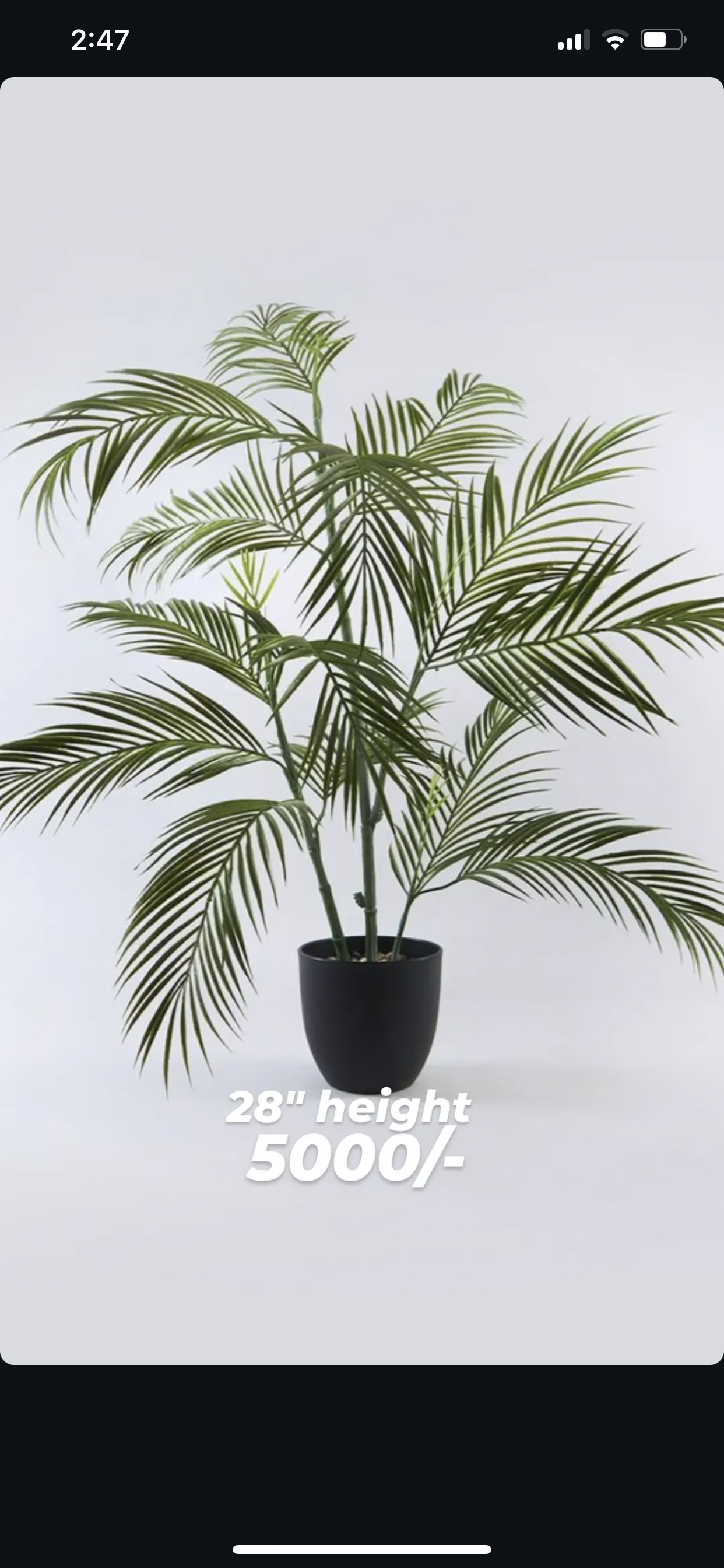 Sleek Areca With Small Pot