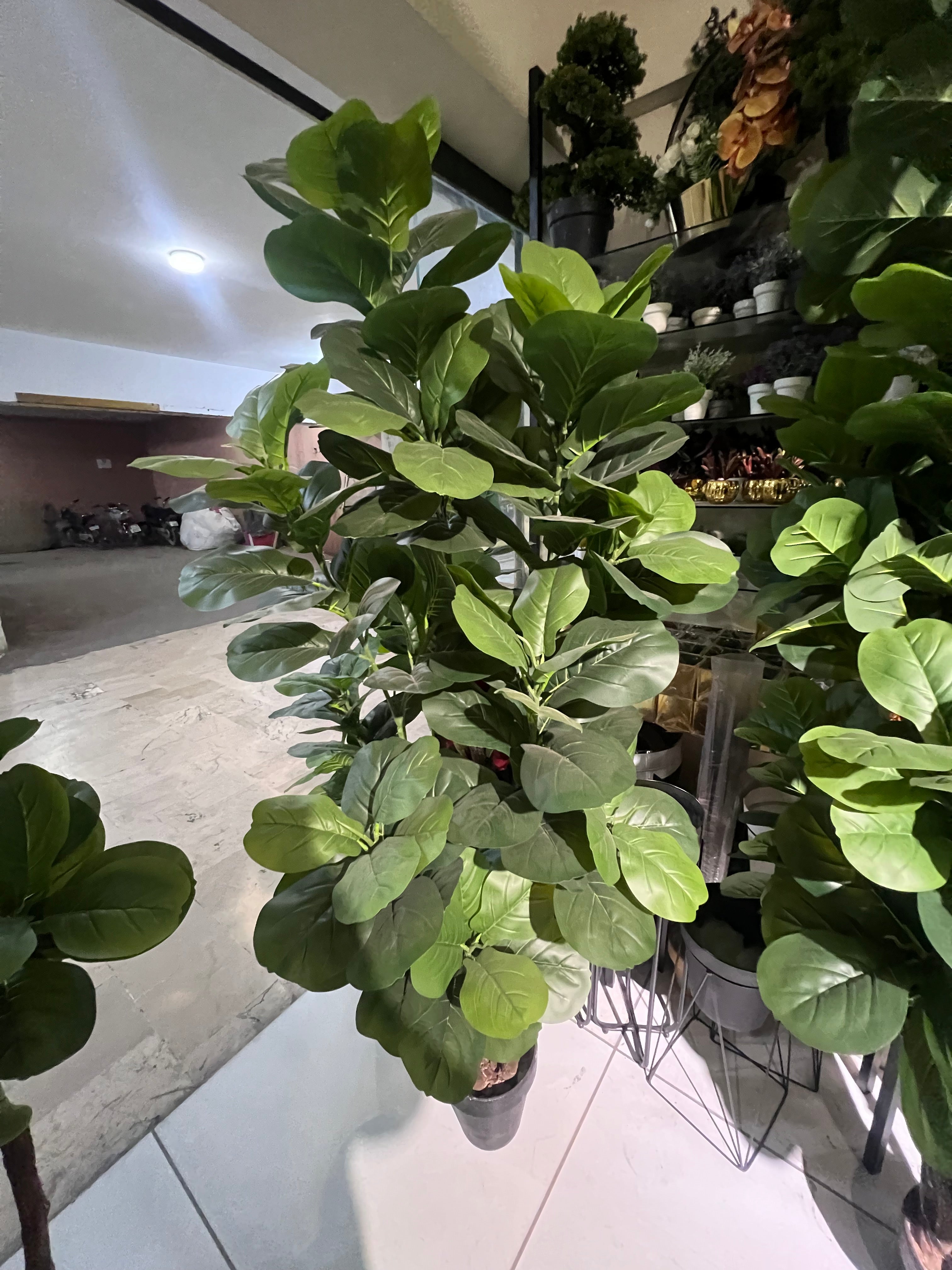 Fiddle Fig Leaf Plant