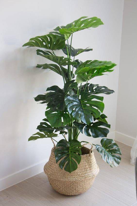 Monstera with Cane planter