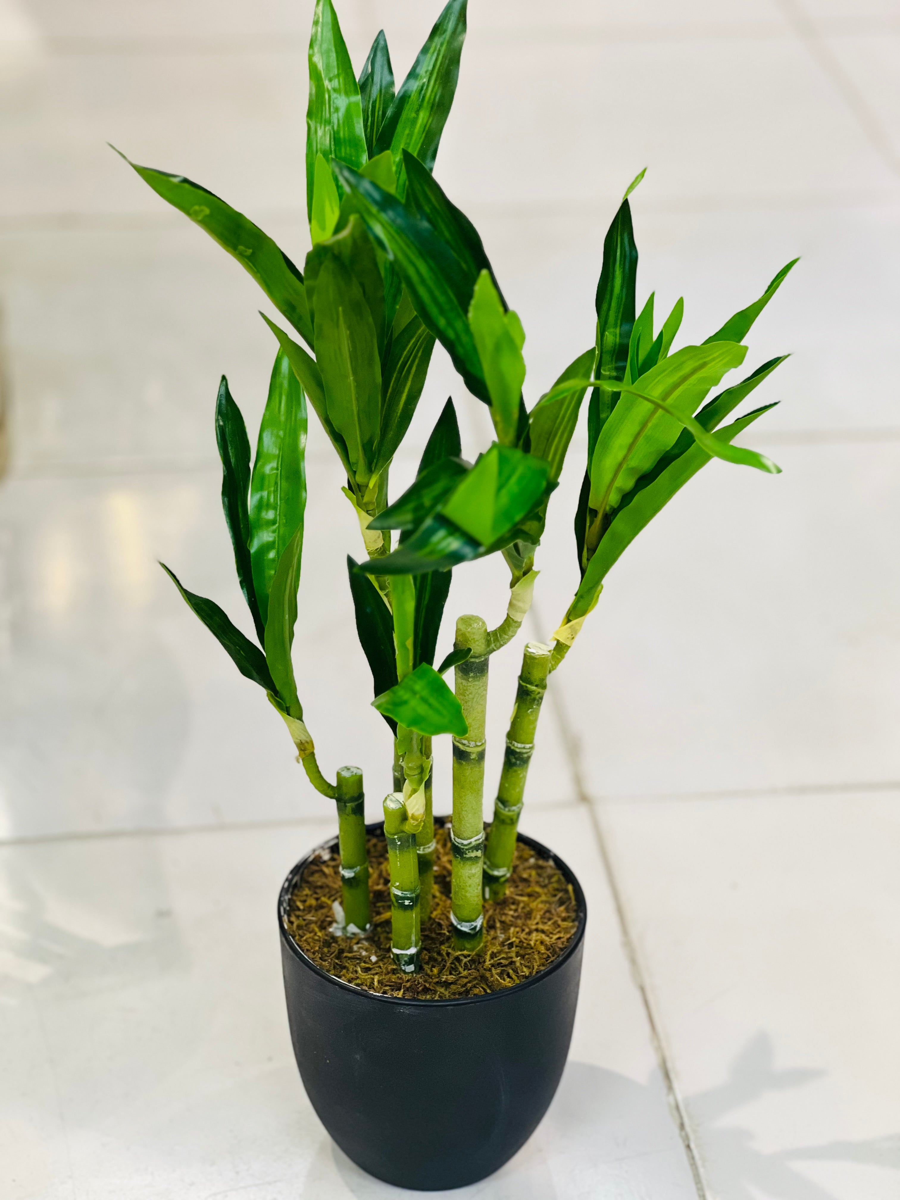 Lucky Bamboo Shoots with Pot