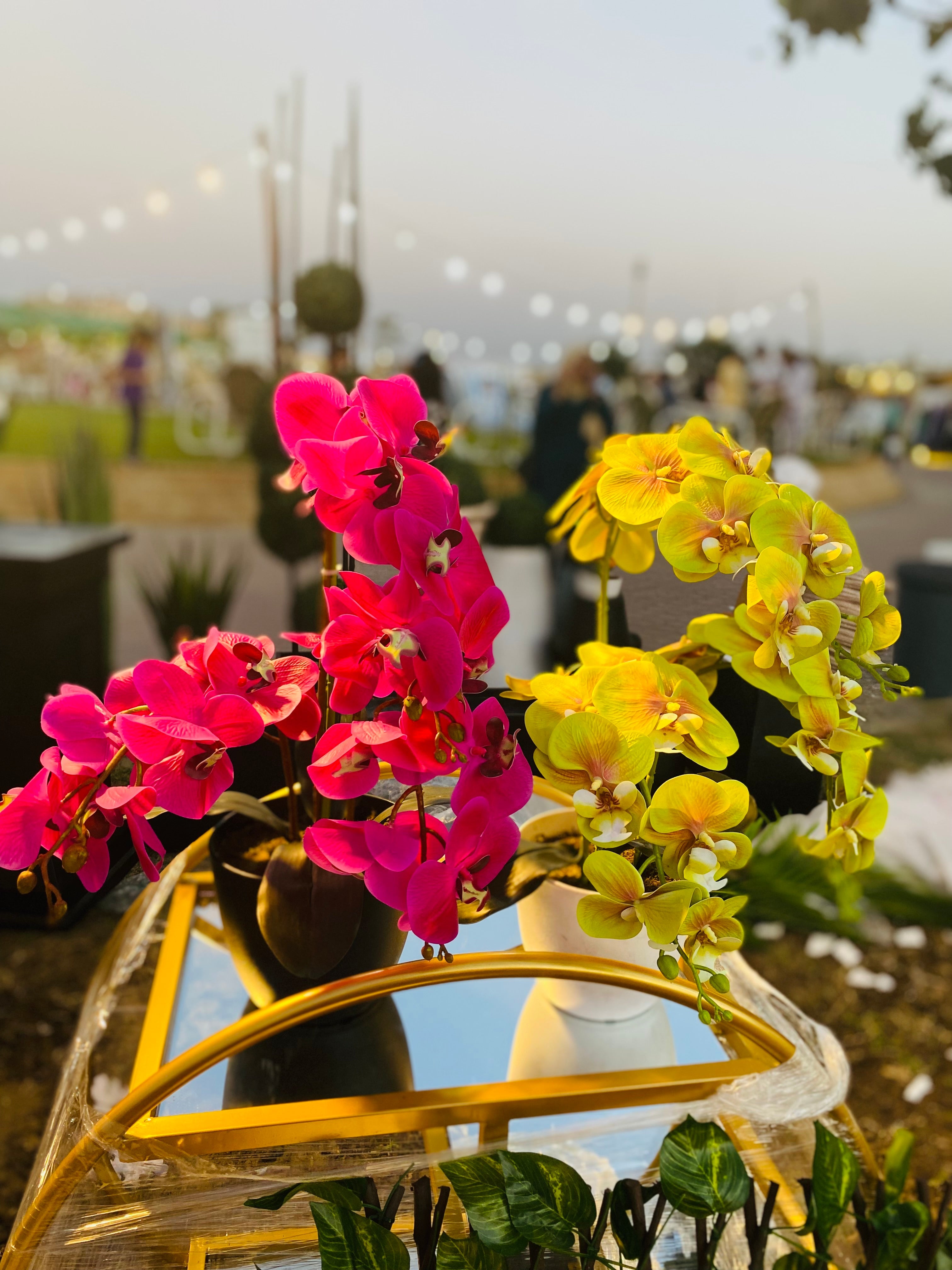 Orchids in Small Pot