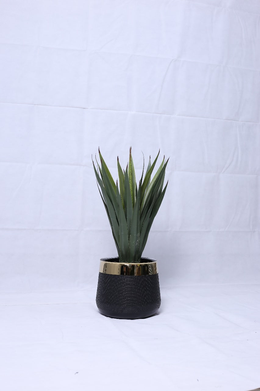 Yucca Plant