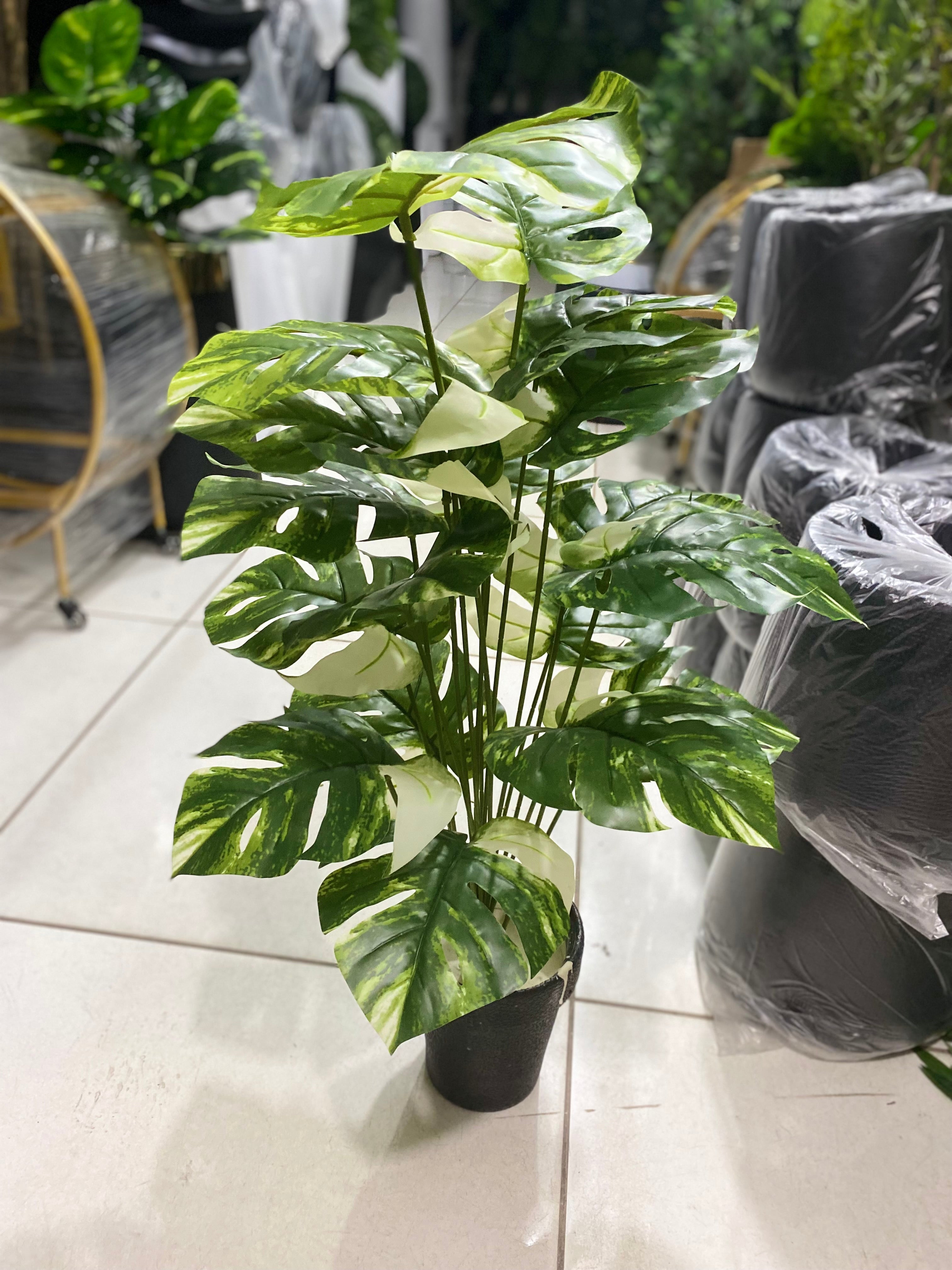 Monstera with 18 leaves