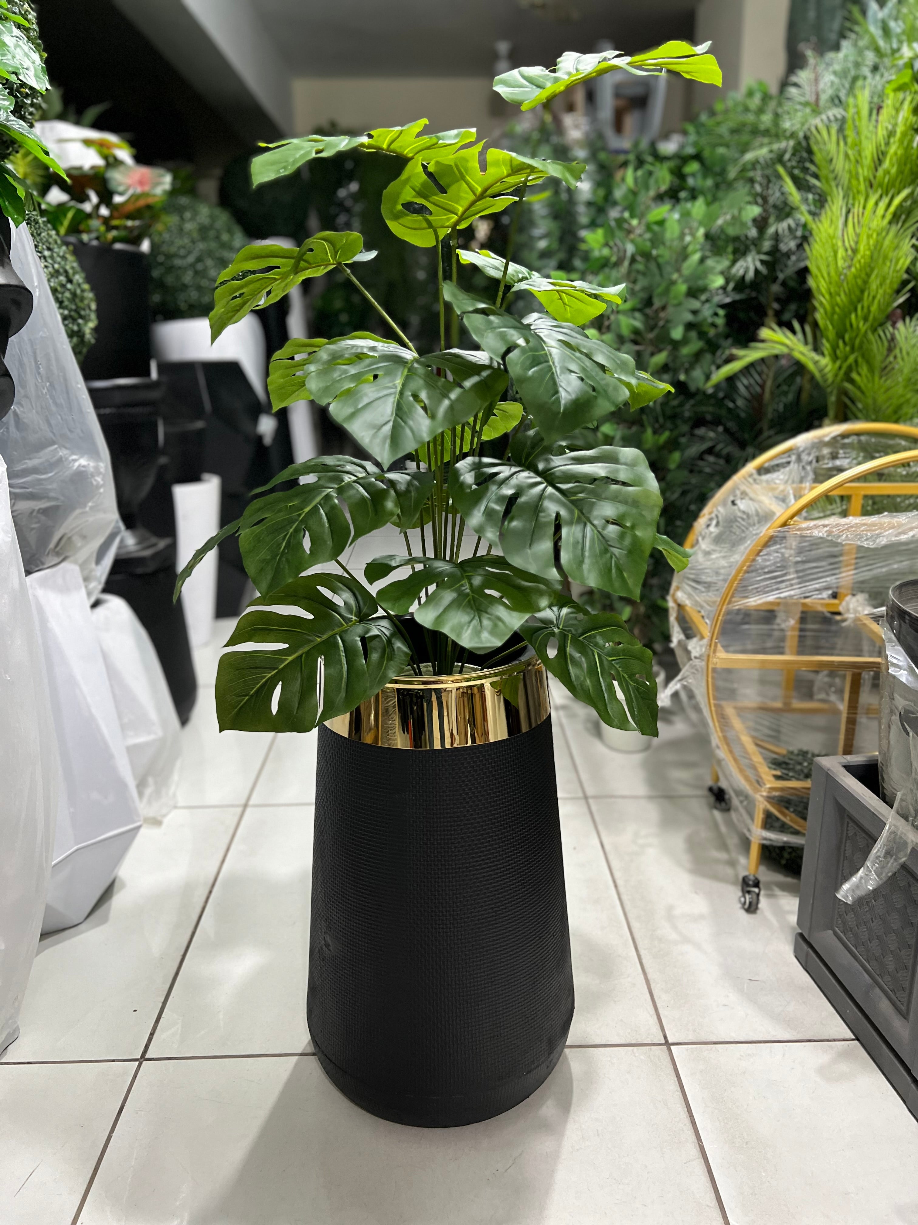 MONSTERA With fiber gold strip planter 26"